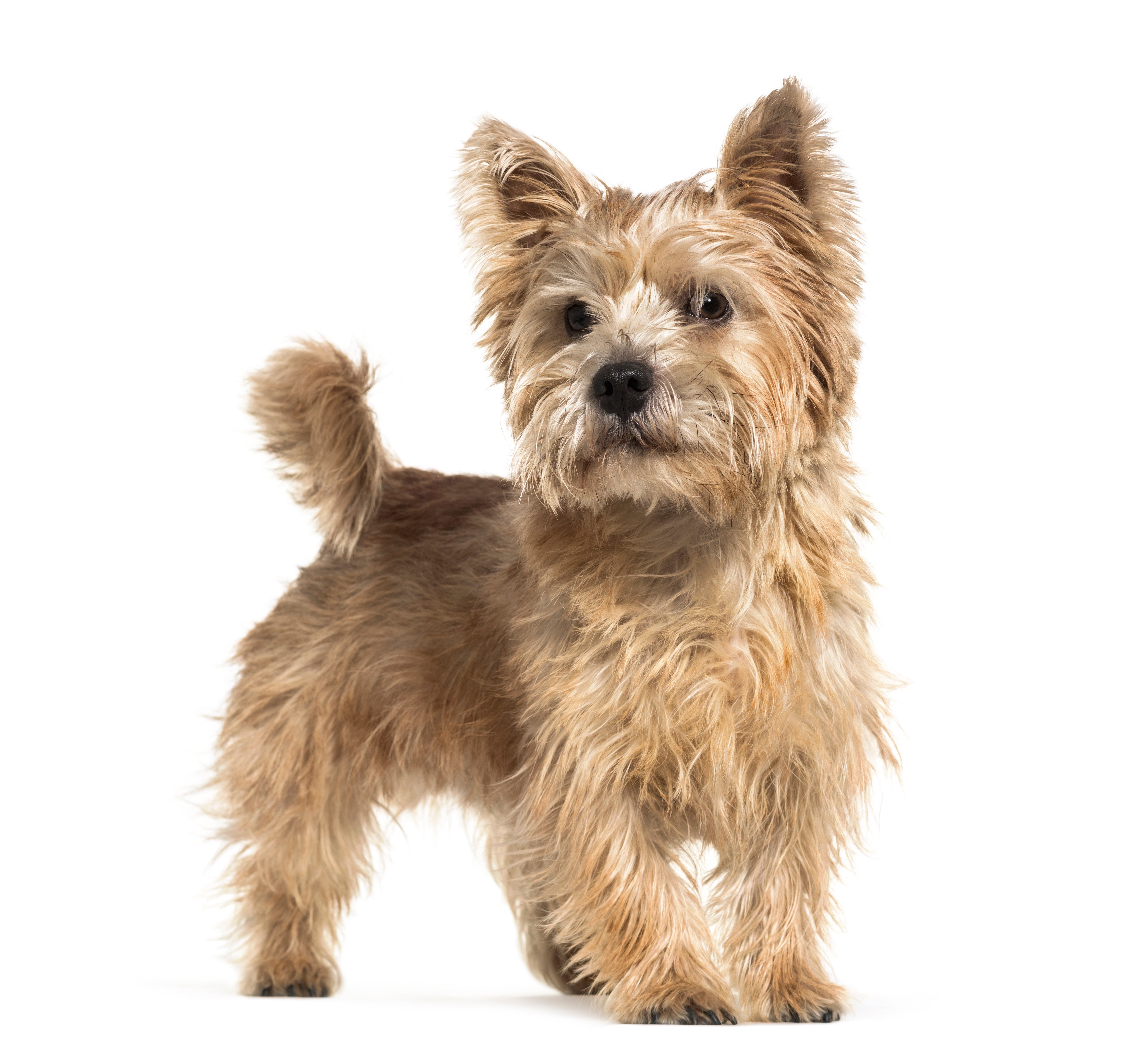 Norwich Terrier dog breed standing against a white background
