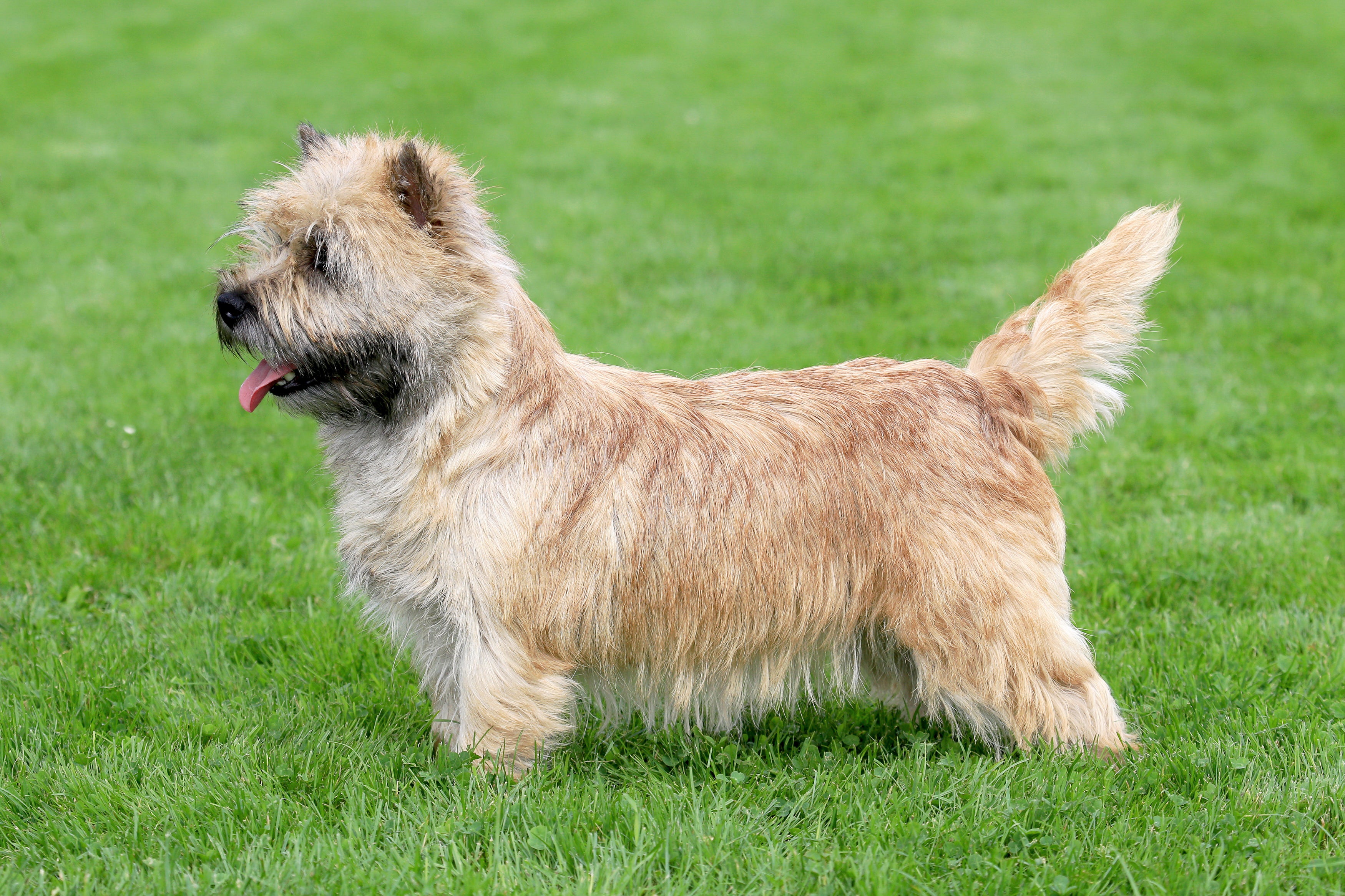 Standing side view of a Norwich Terrier dog breed on the grass