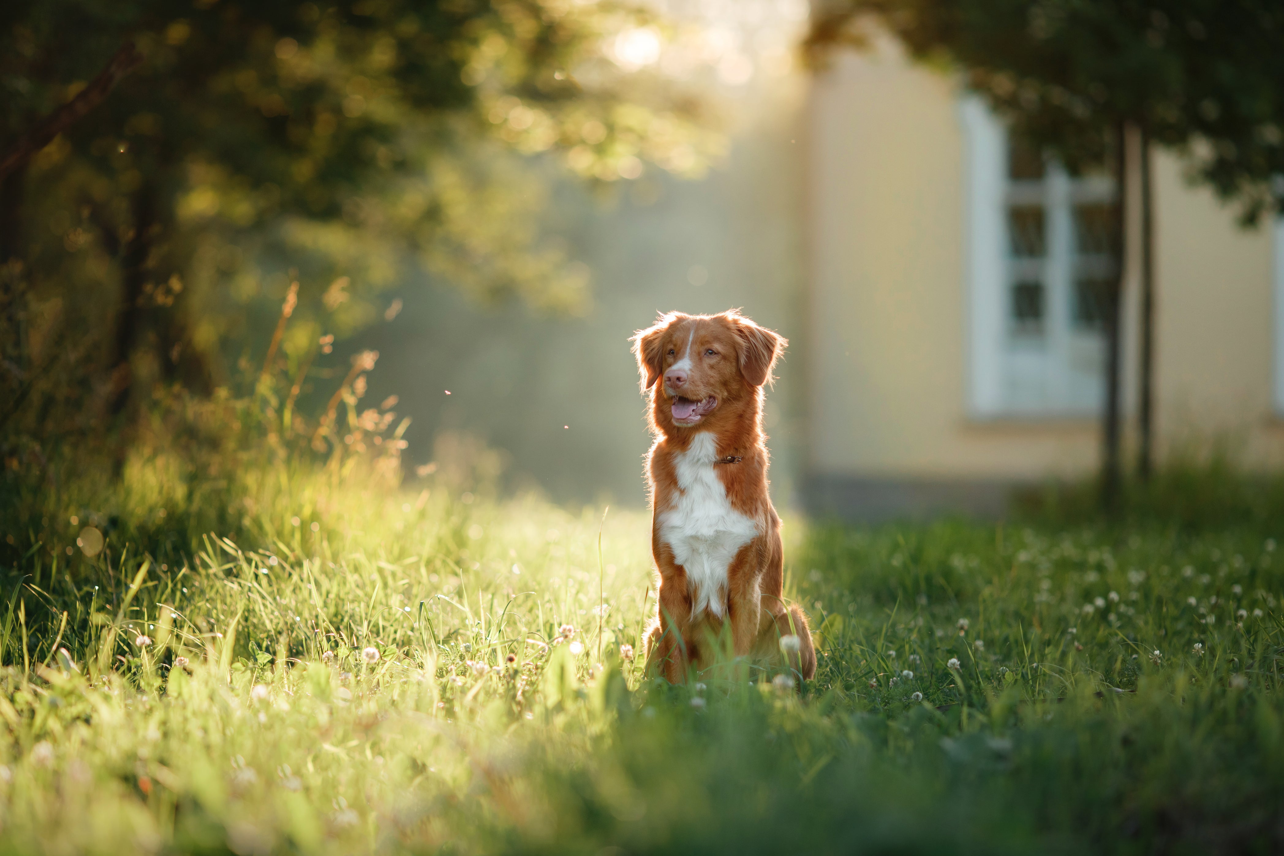 nova scotia duck tolling retreiver dog breed sitting in grass in front of a house