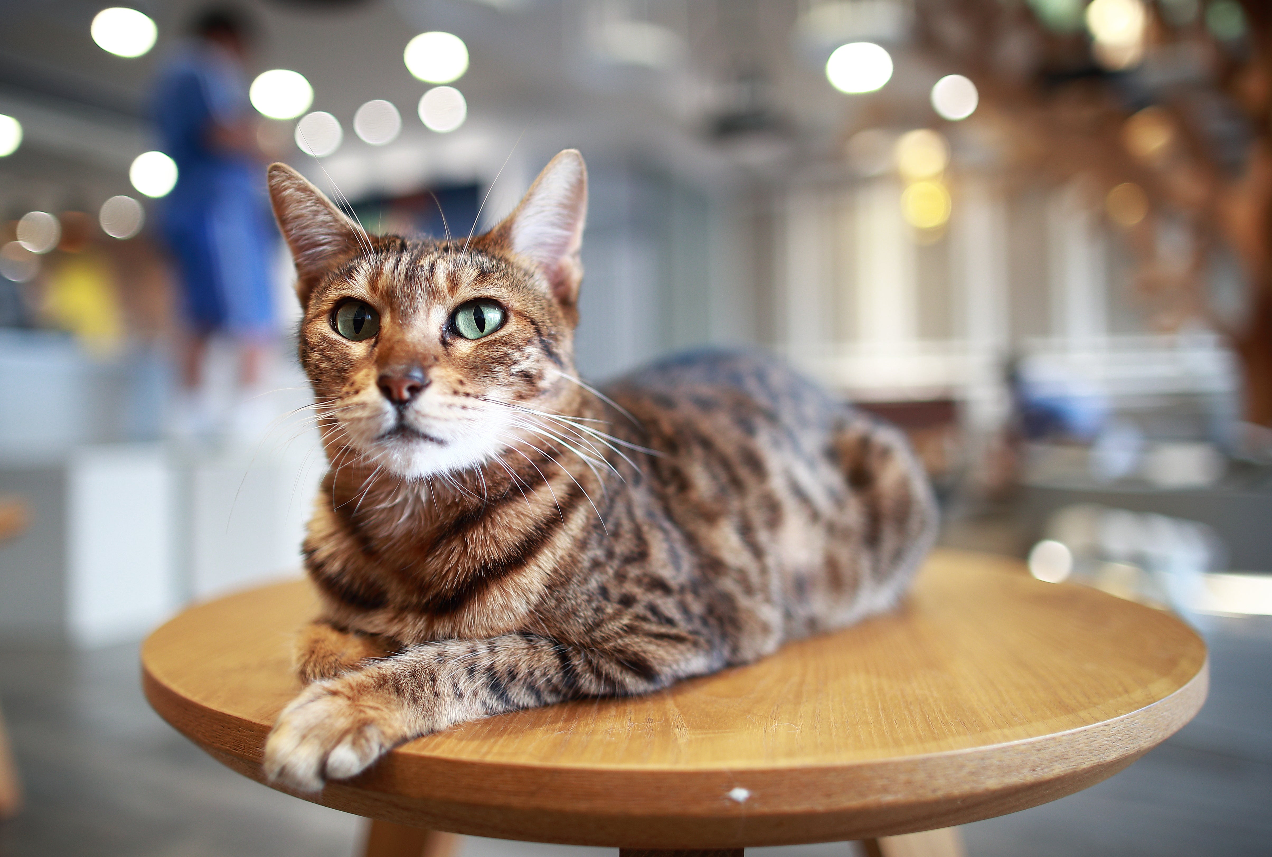 Ocicat sitting on a small table