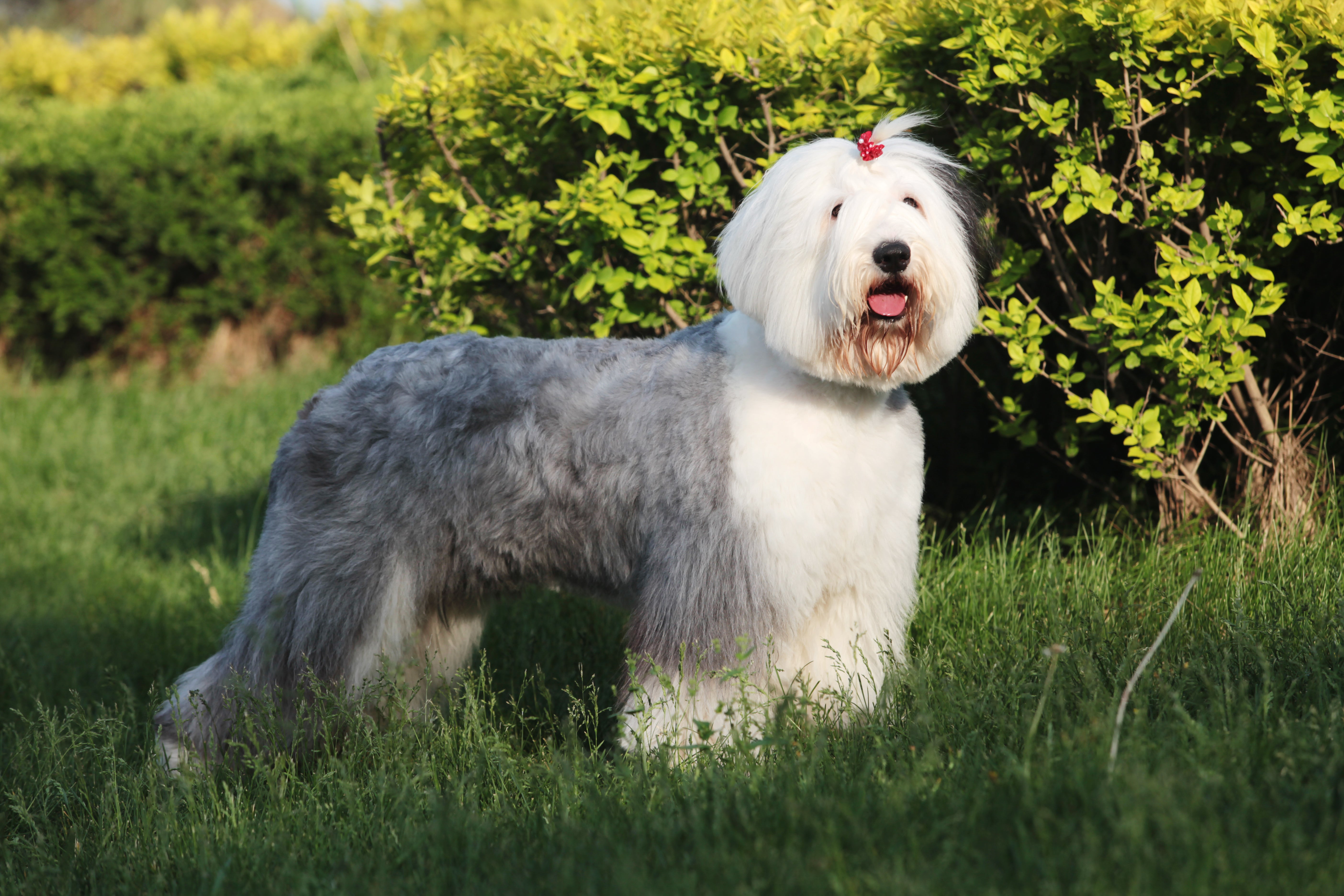 side view of old english sheepdog standing in the grass with a red bow on his forehead