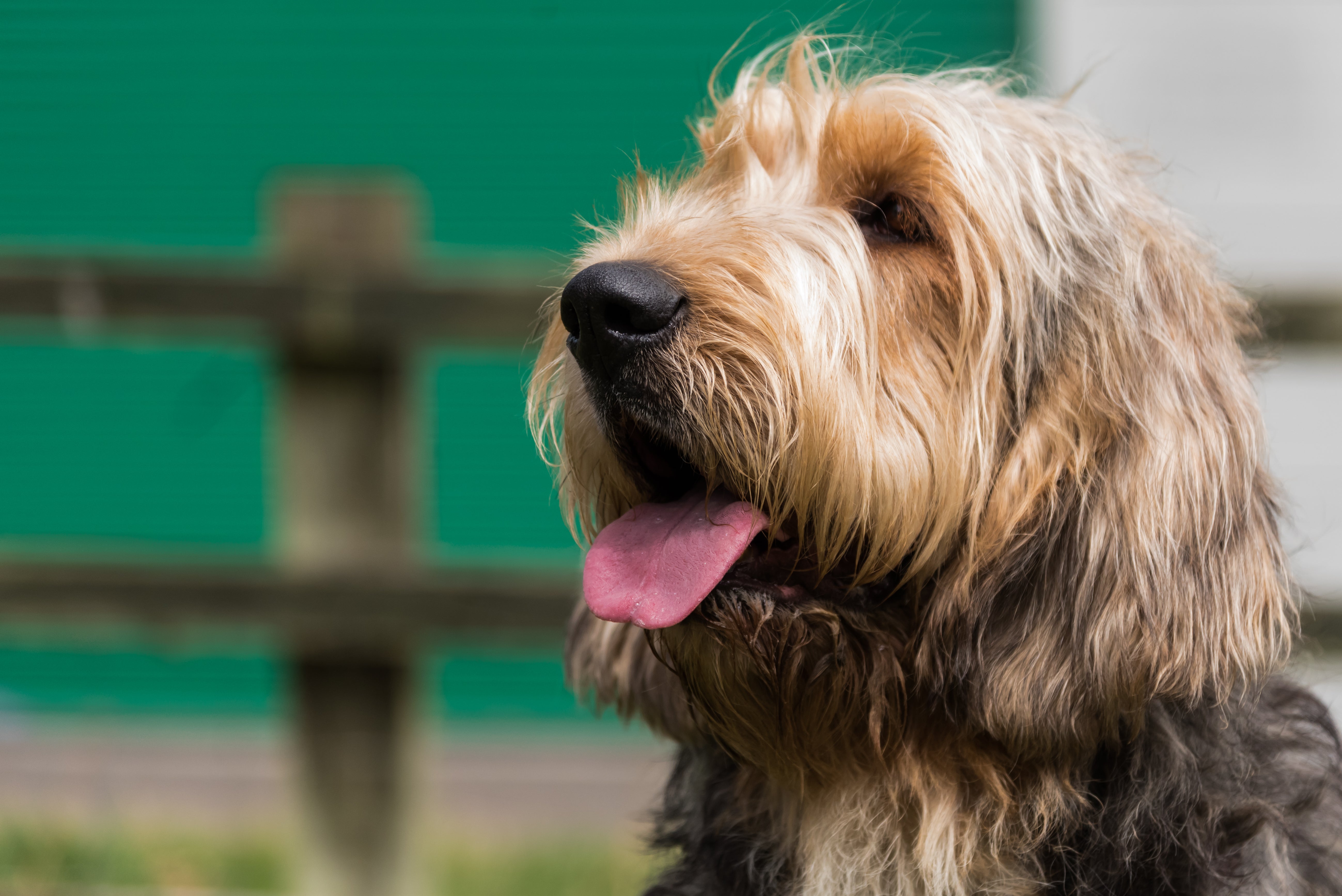 Otterhound wire haired dog breeds best sale