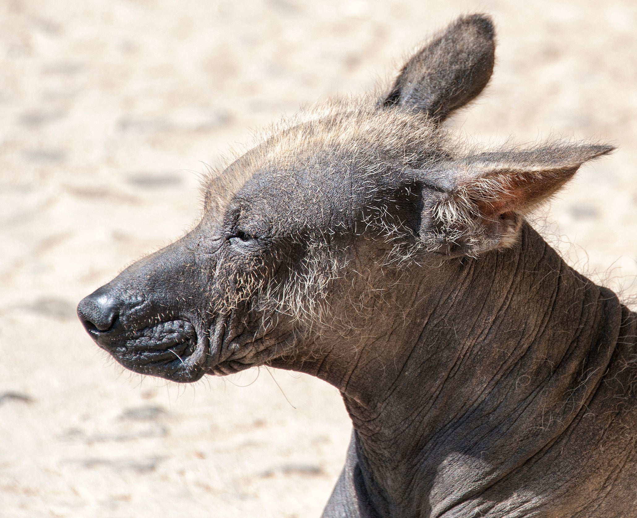 Side headshot of a Peruvian Inca Orchid dog breed with sand in the background