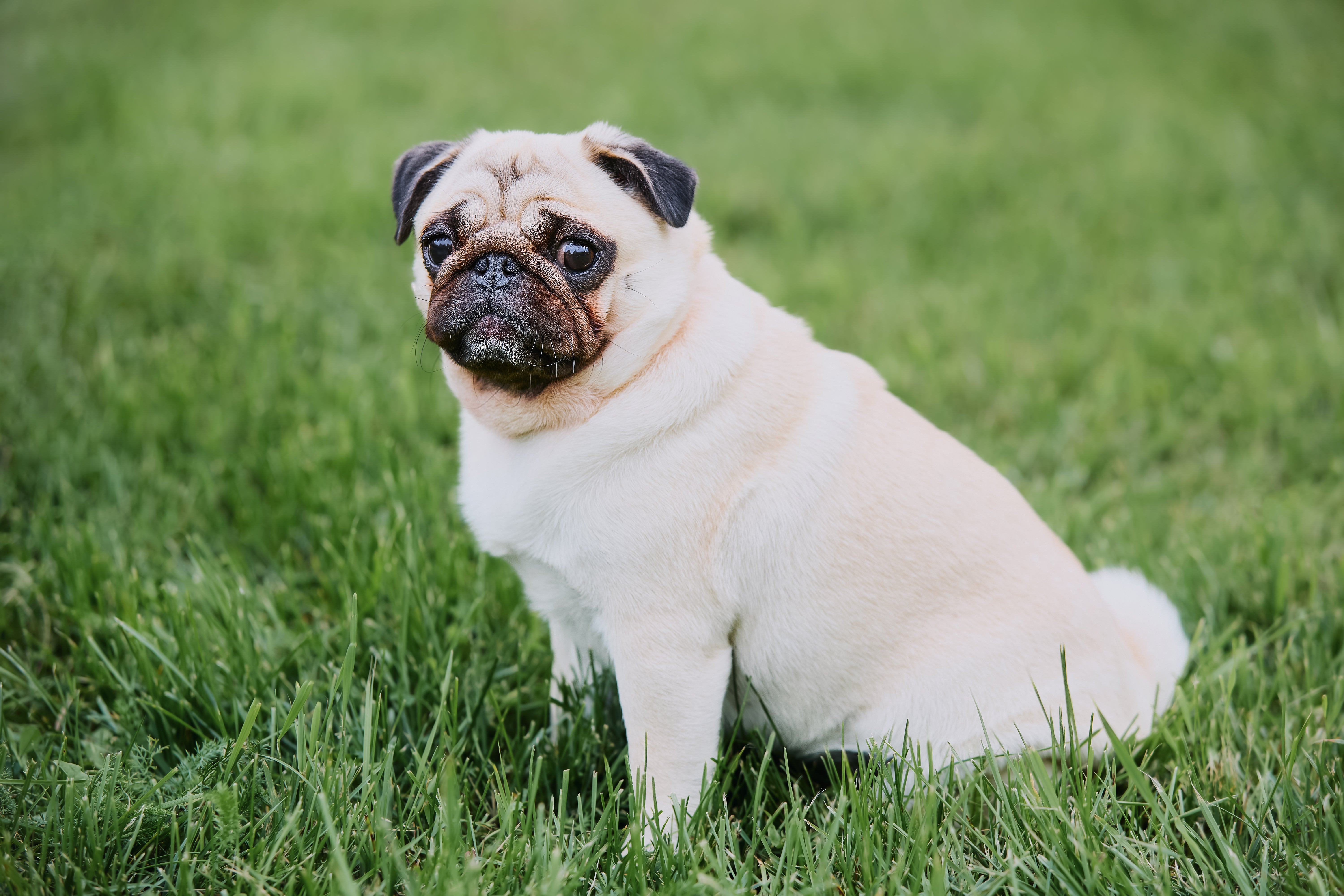 Pug dog breed view from the side sitting in the grass