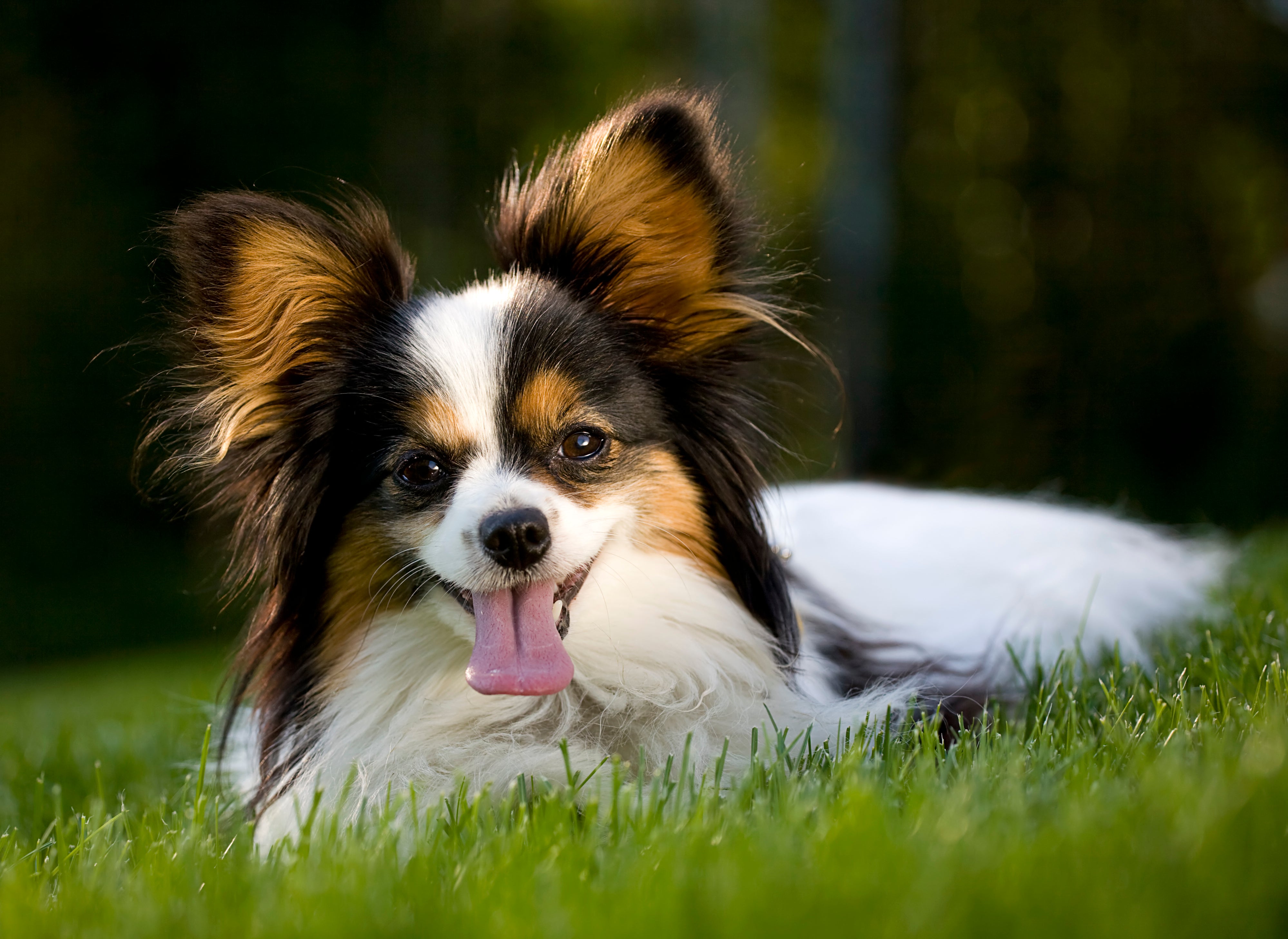 closeup of papillon dog's face with tongue out laying in the grass