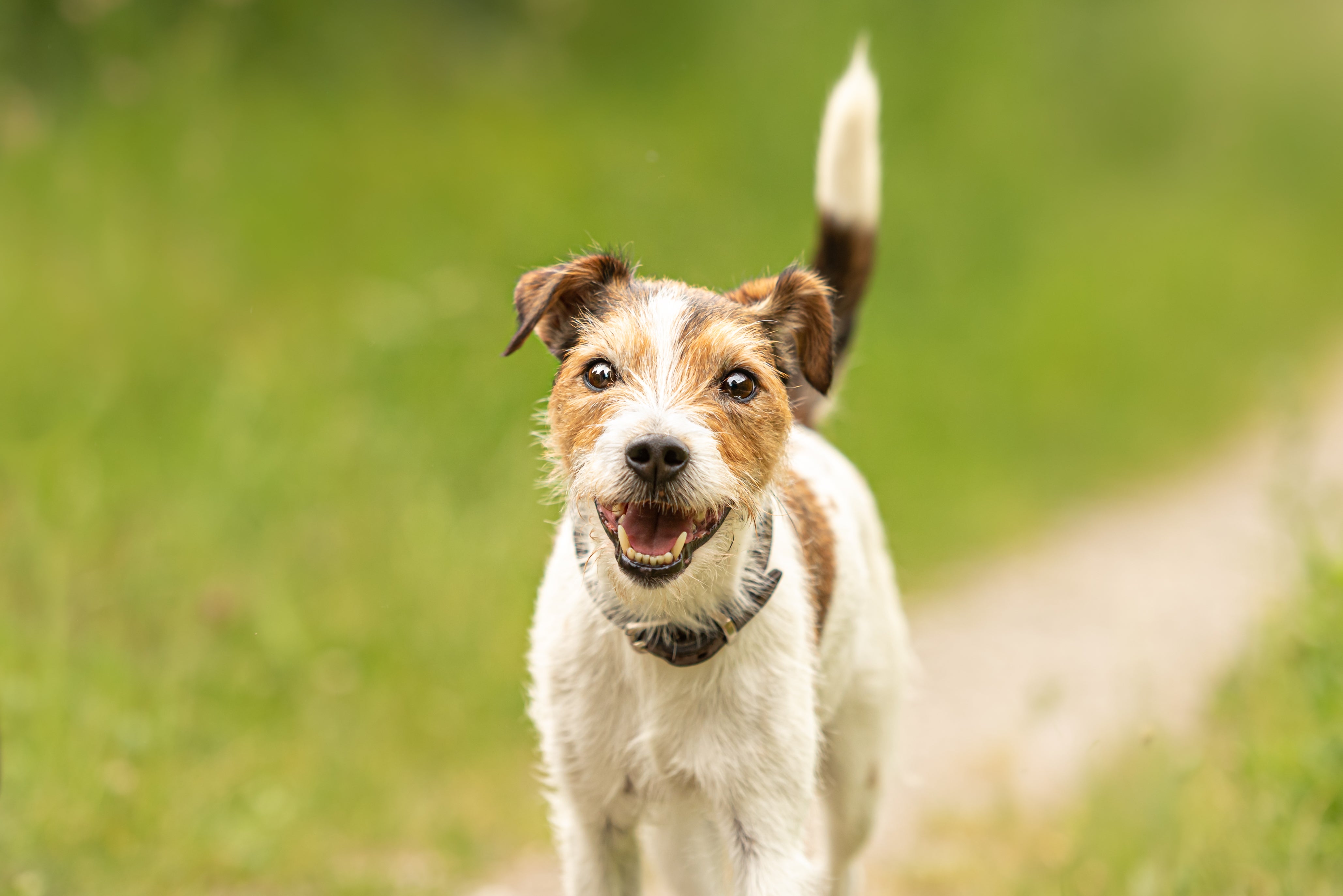 Parson Russell Terrier dog breed running toward the camera with mouth open and tail up in a meadow