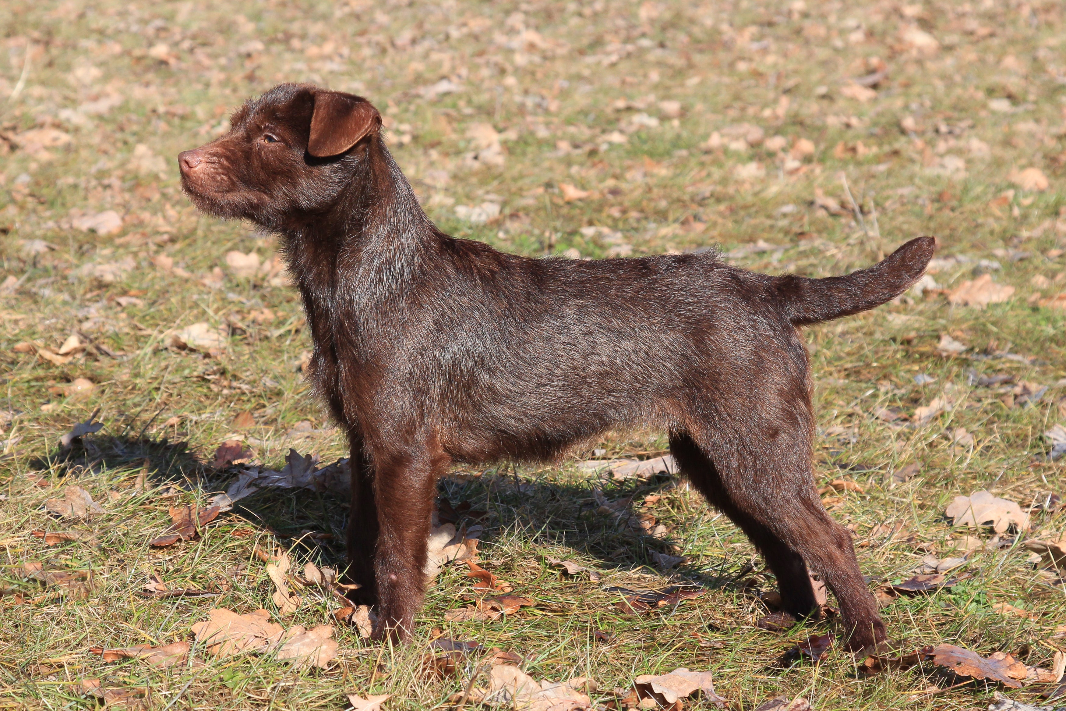 Side view of a Wire Patterdale Terrier dog breed standing on the grass with brown leaves