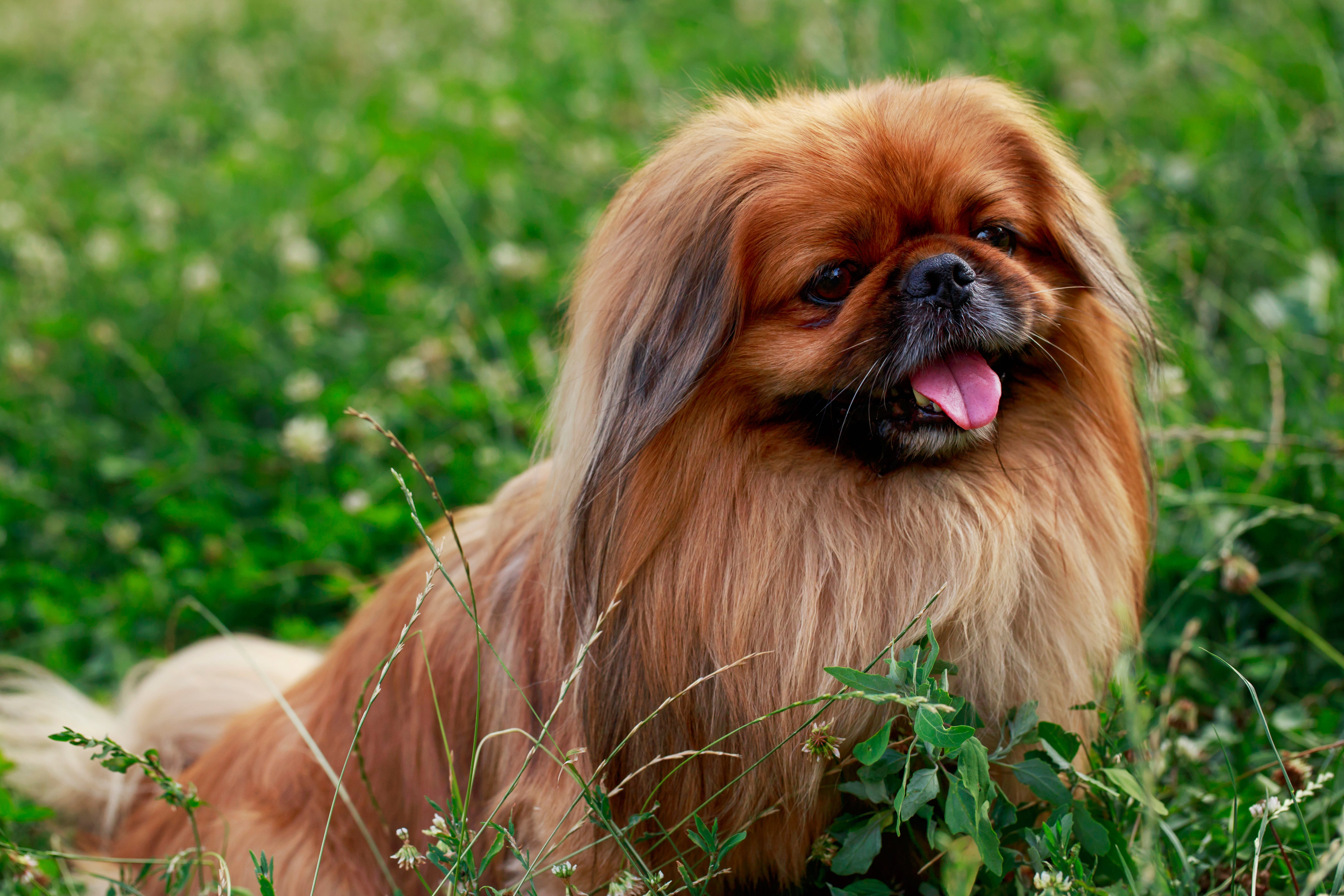 side view of pekingese dog breed sitting in the grass