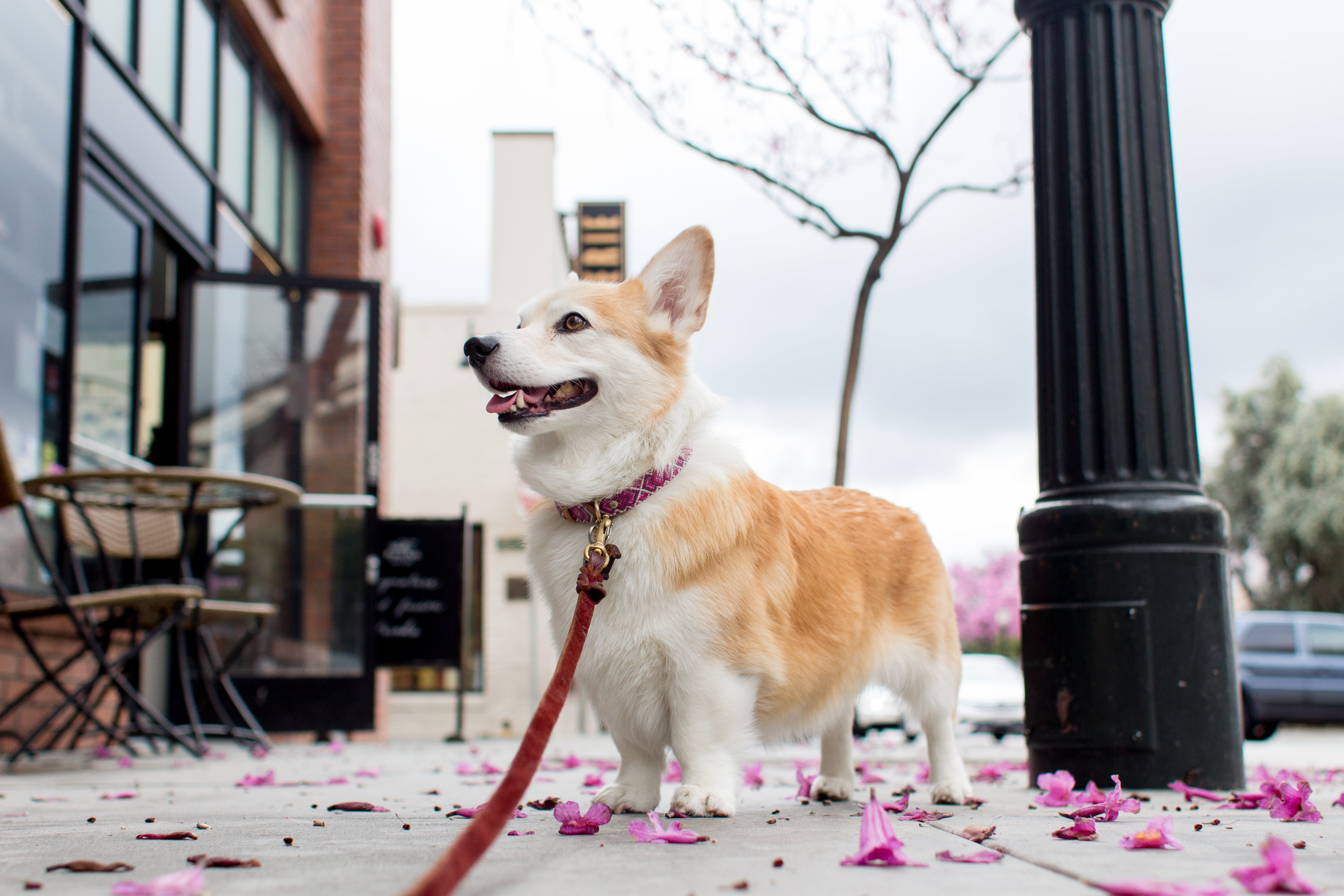 Pembroke Welsh Corgi dog breed leashed and standing on a sidewalk eagerly looking to the side