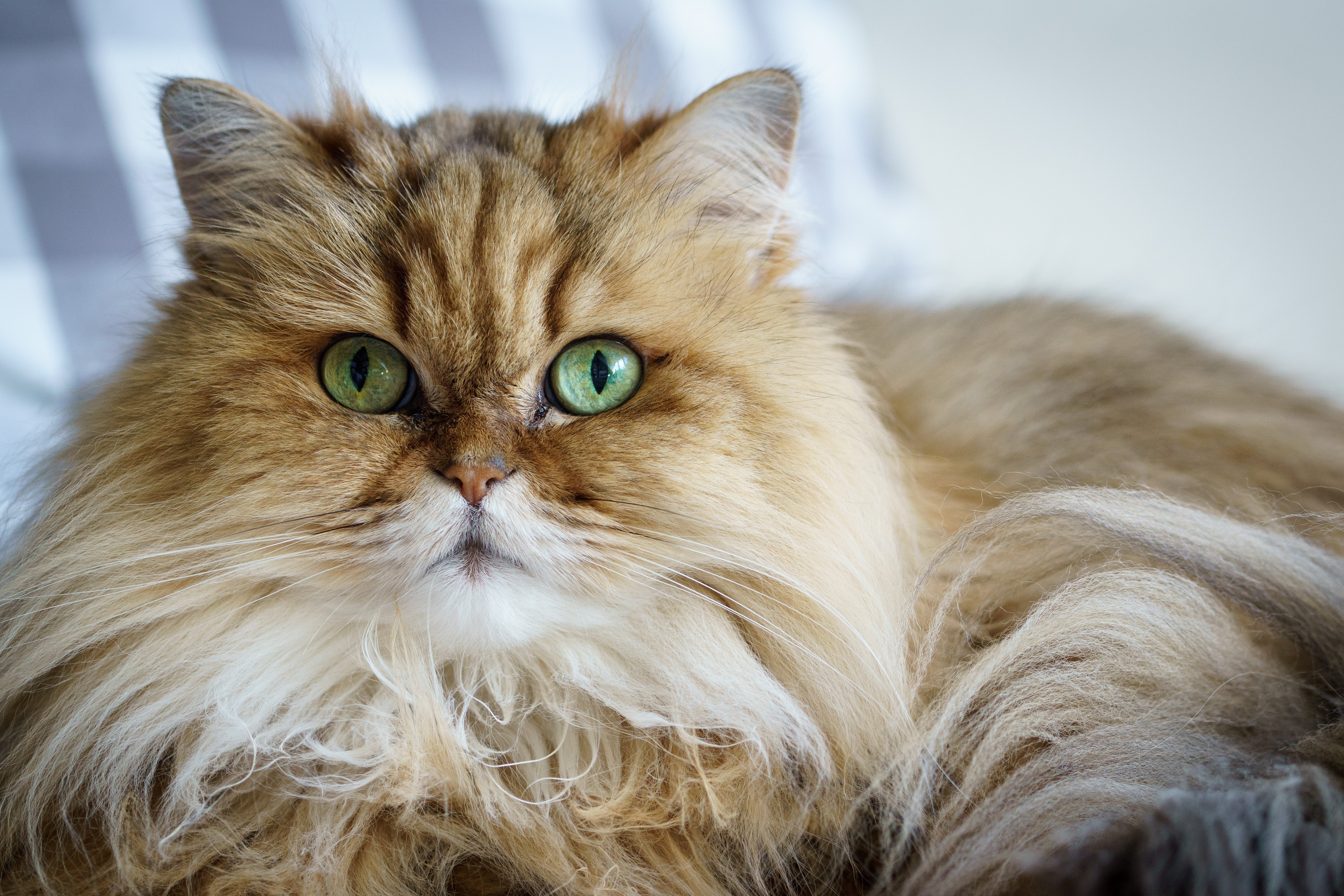 Fluffy Persian cat breed with green eyes laying against a blue checkered pillow