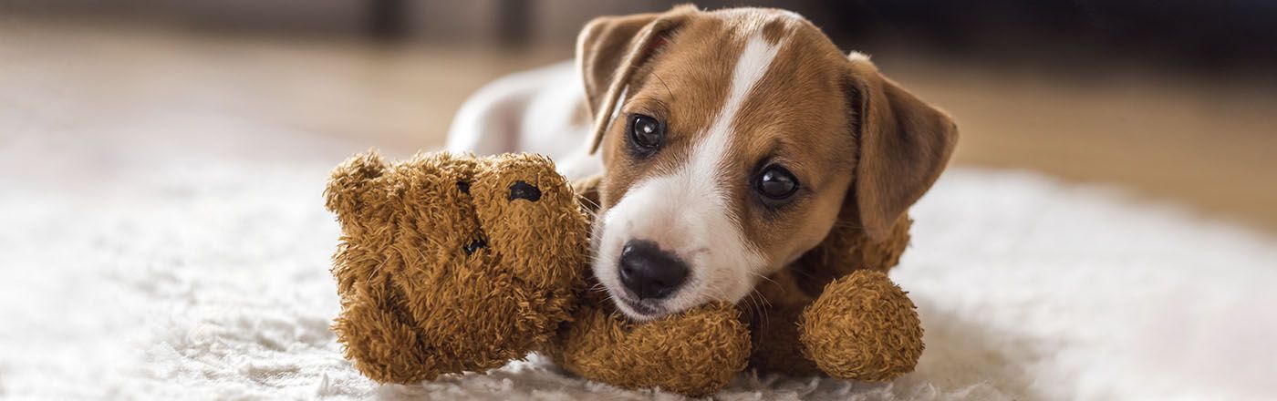 Teddybear Dog