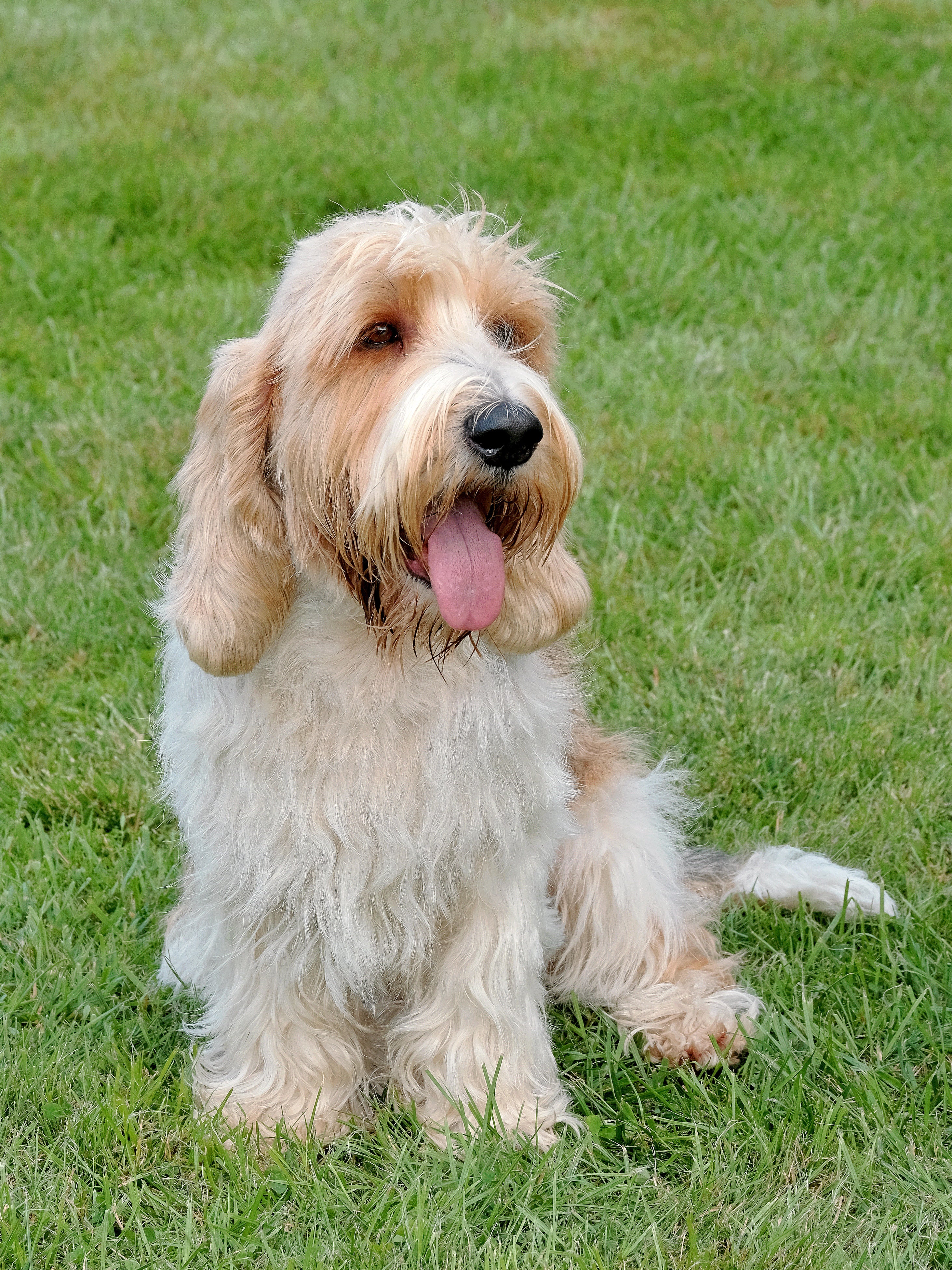 Standing side view of a Petit Basset Griffon Vendeen dog breed in the grass