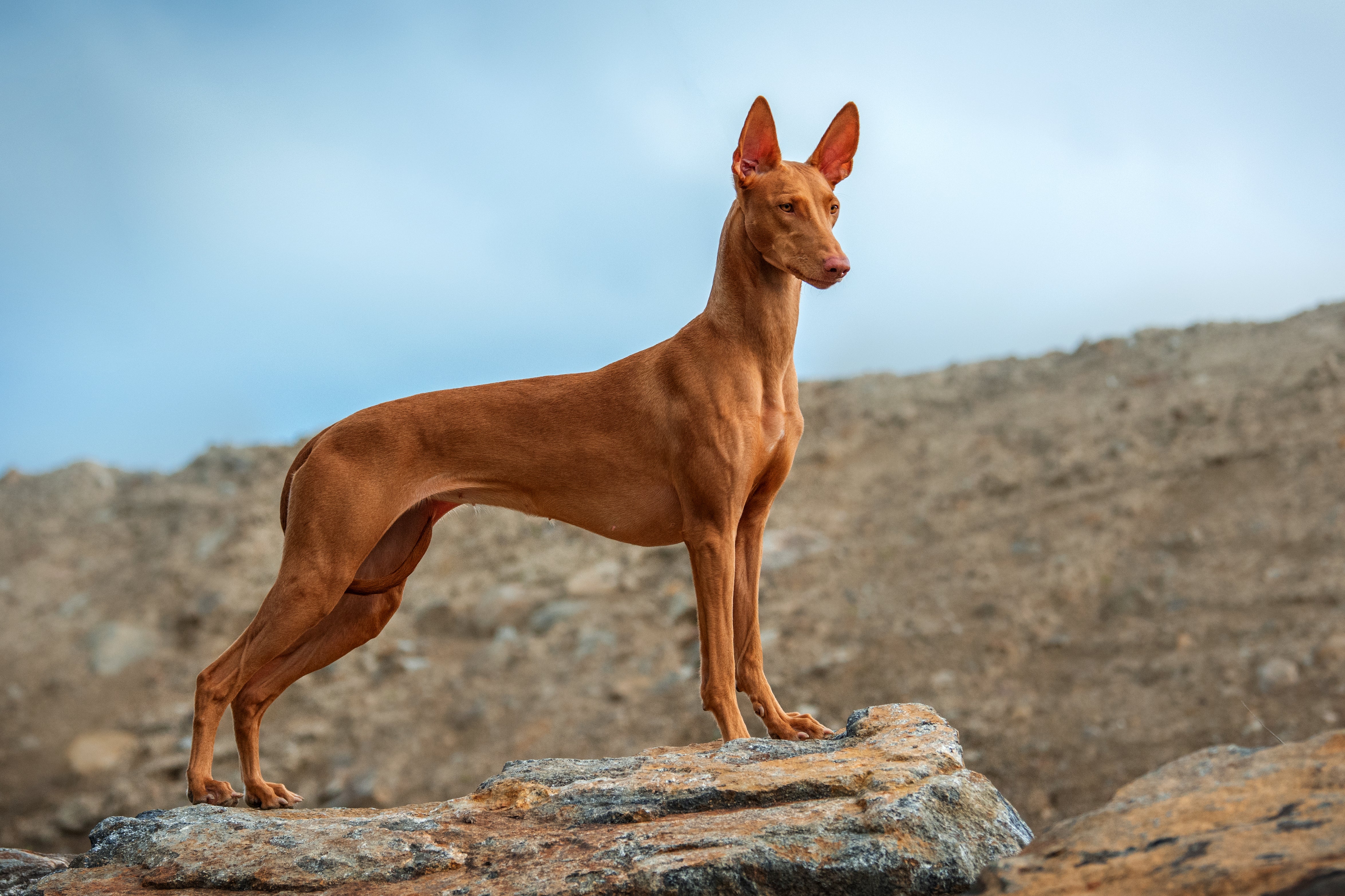 Pharaoh Hound dog breed standing tall side view posing on a rock outside