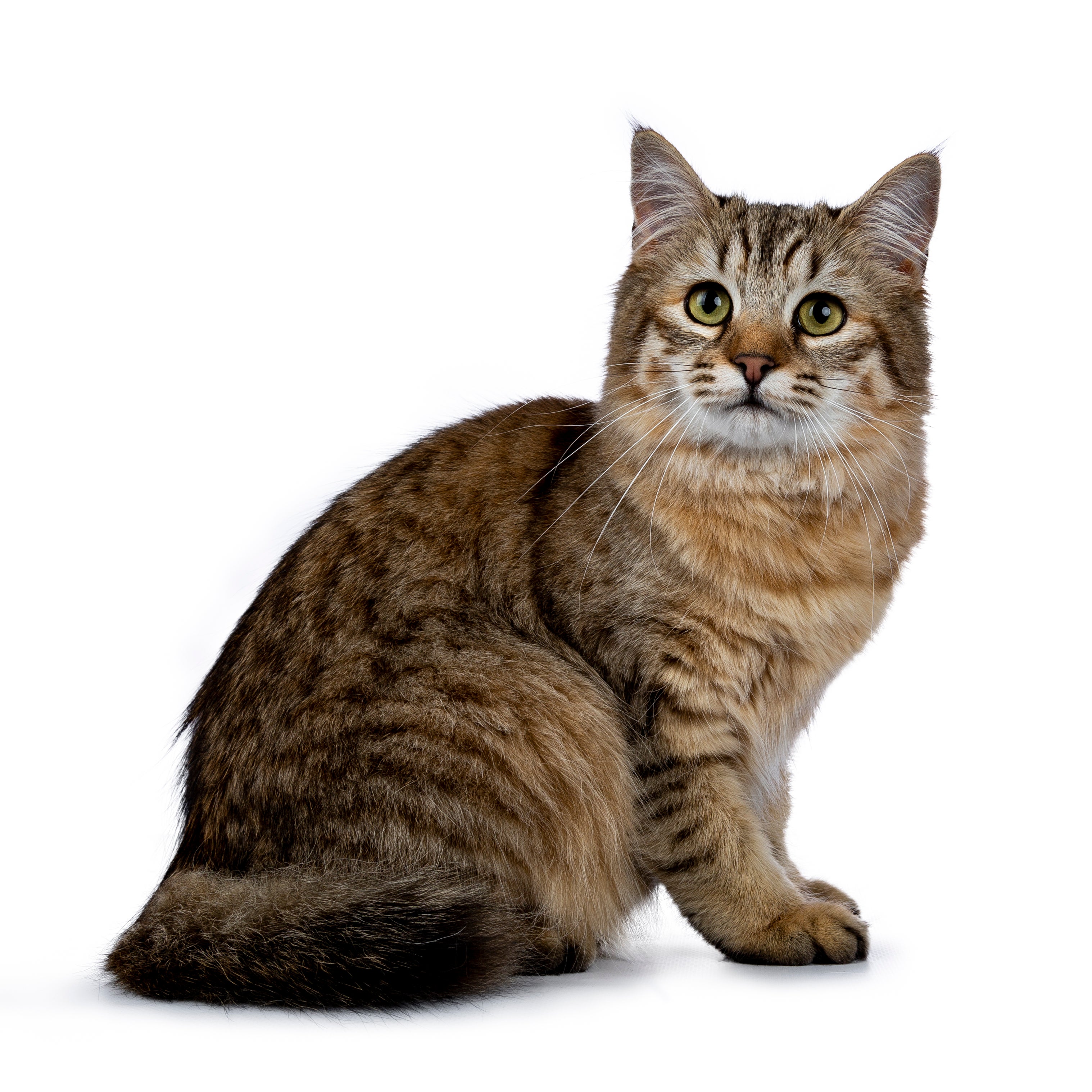 Sitting side view of a Pixiebob cat breed with big eyes looking a the camera against a white background