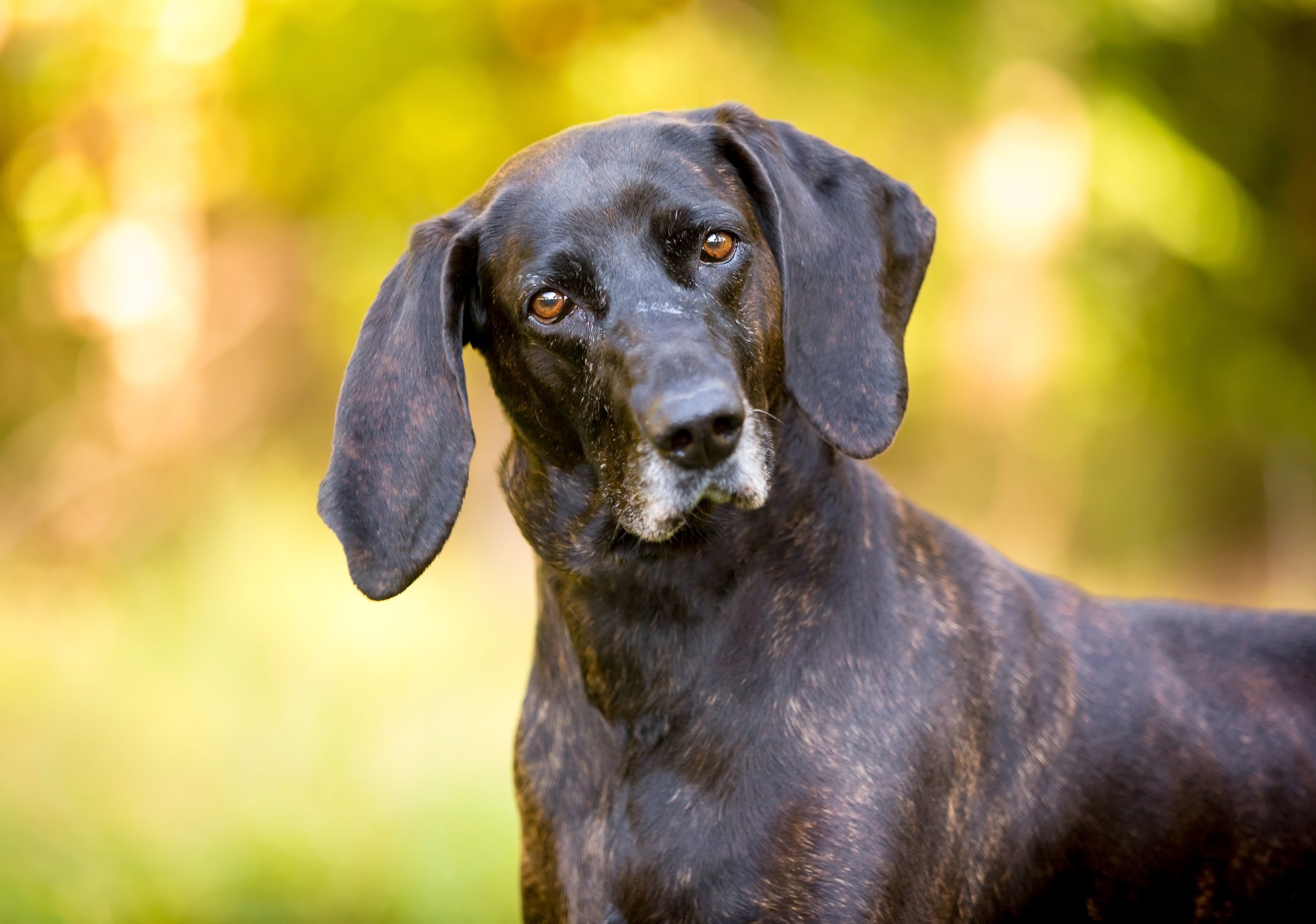 Close up of a Plott Hound dog breed with white muzzle against fall colors