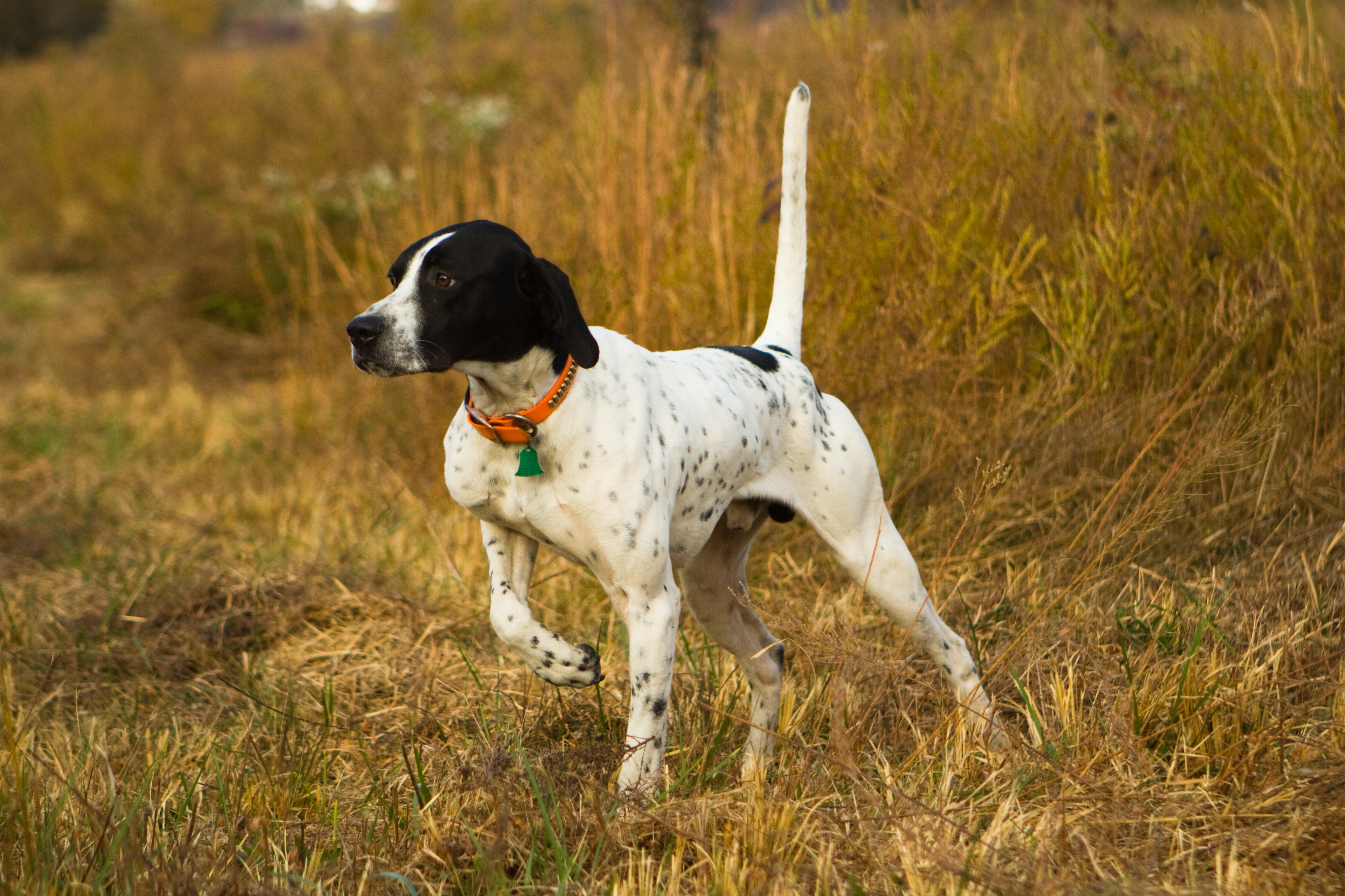 Pointer dog breed running towards the left in a yellow grass meadow