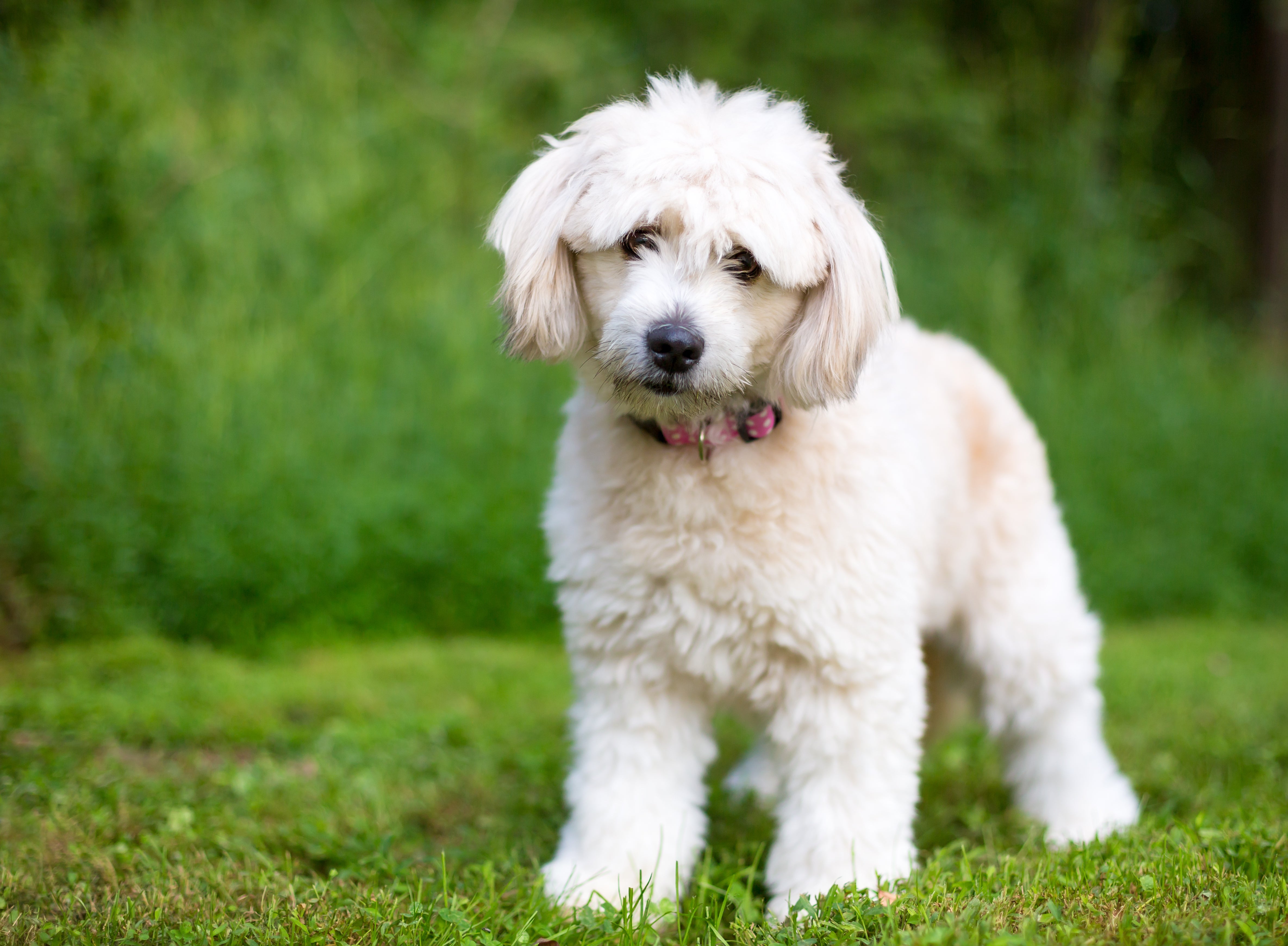 Standing white Pomapoo dog breed on the grass with head tilted