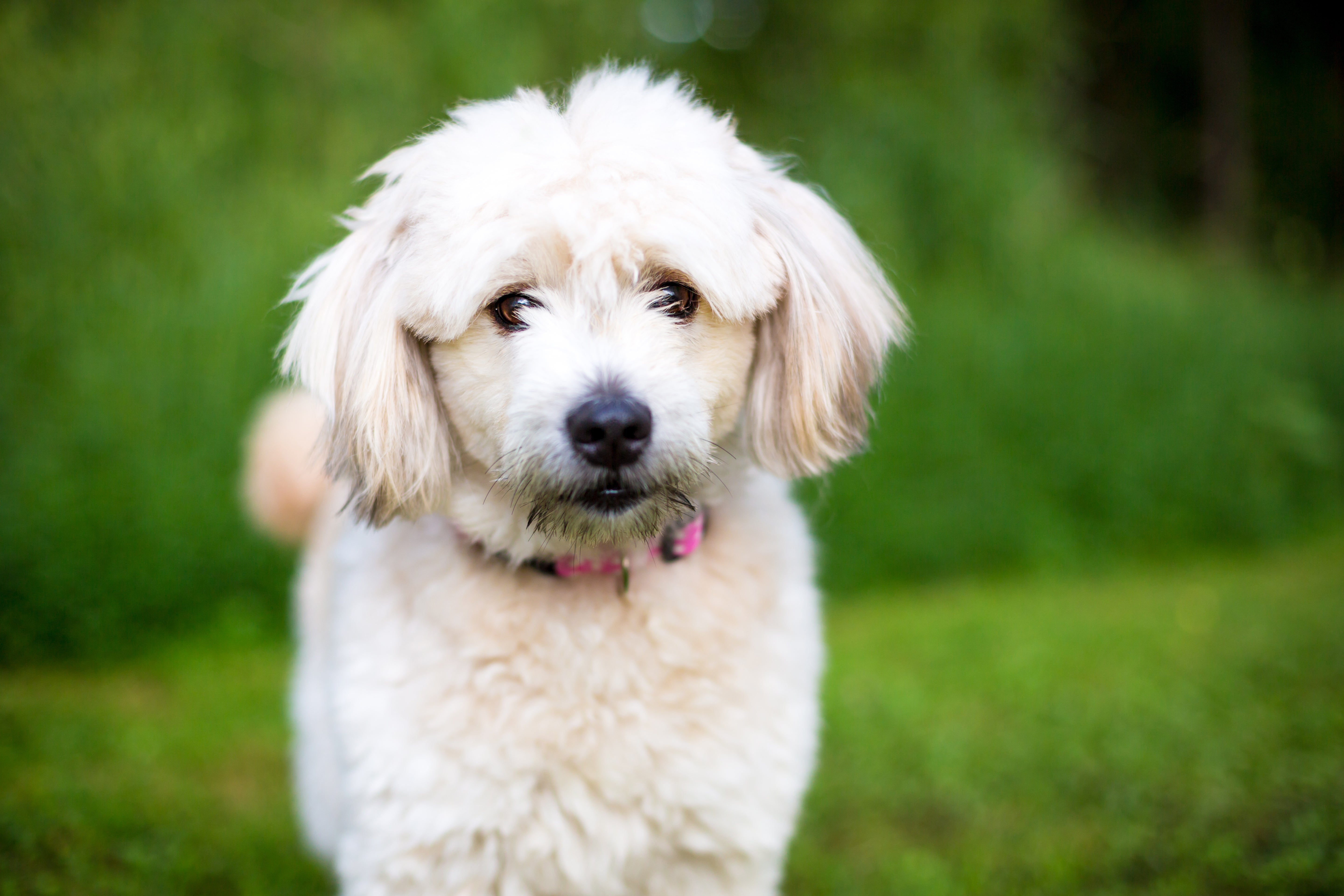 Close up of a standing white Pomapoo dog breed with greenery in the background