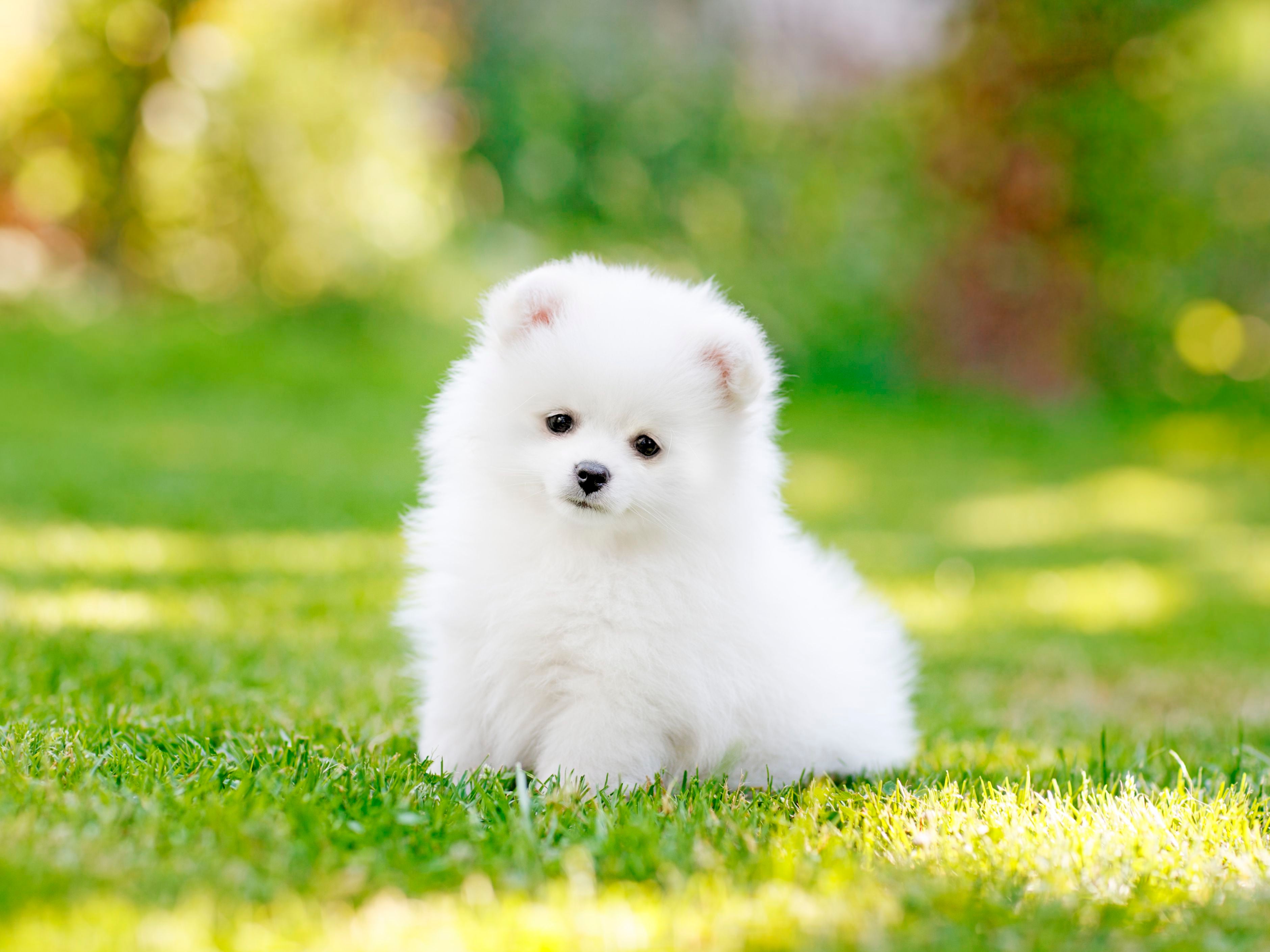 Fluffy Pomeranian dog breed sitting on the grass