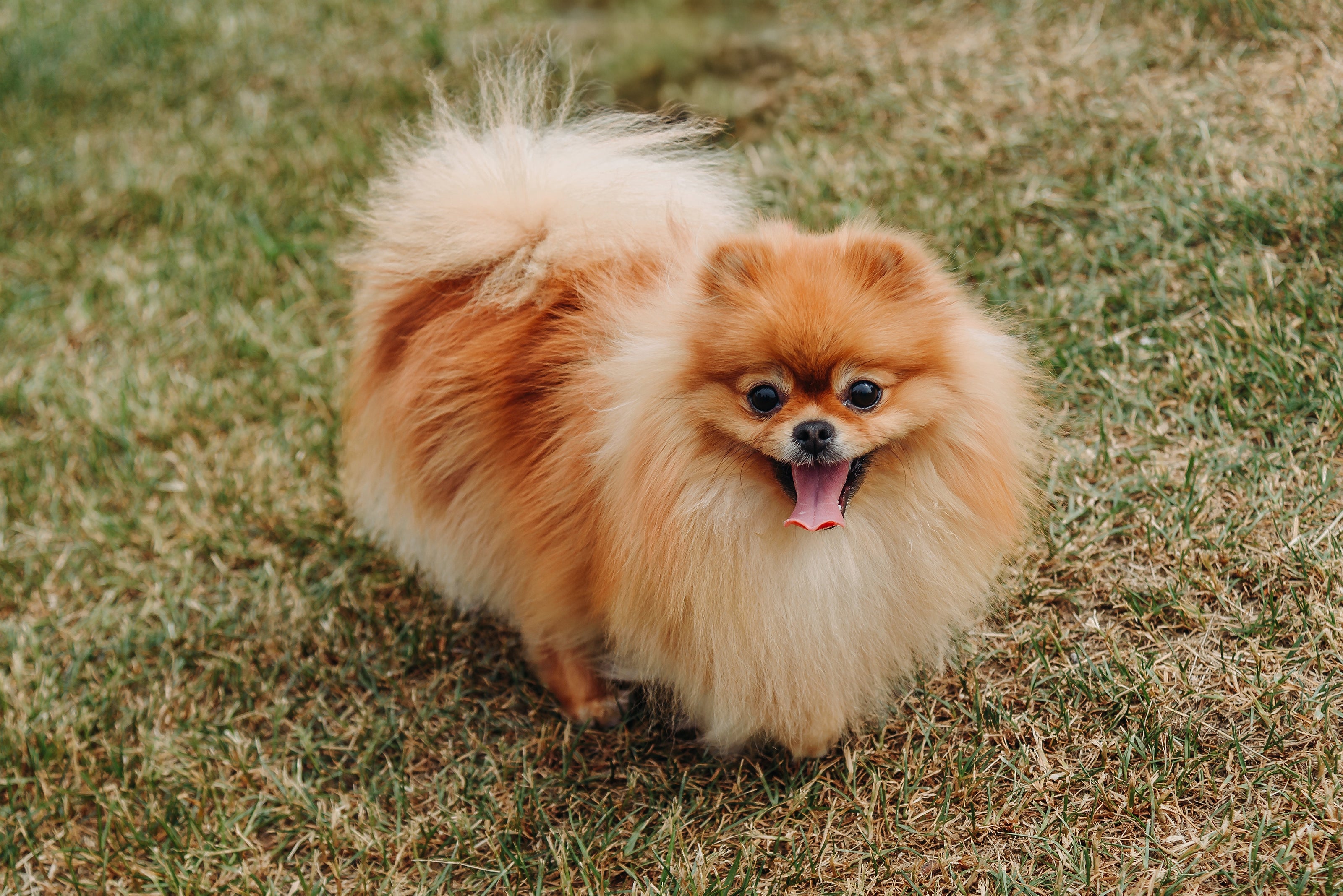 Tan Pomeranian standing in grassy field
