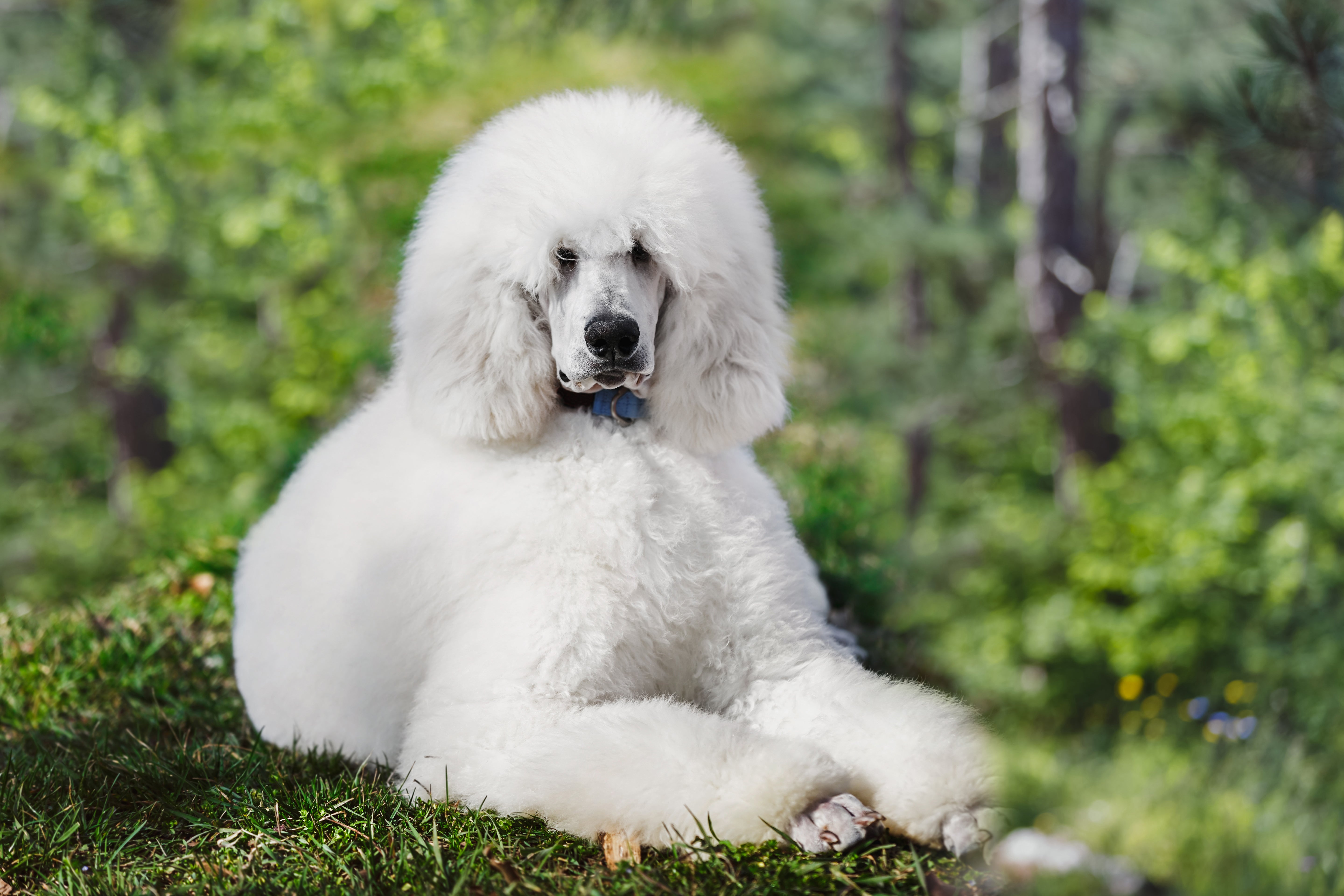 White Standard Poodle dog breed brushed fluffy laying down on the grass