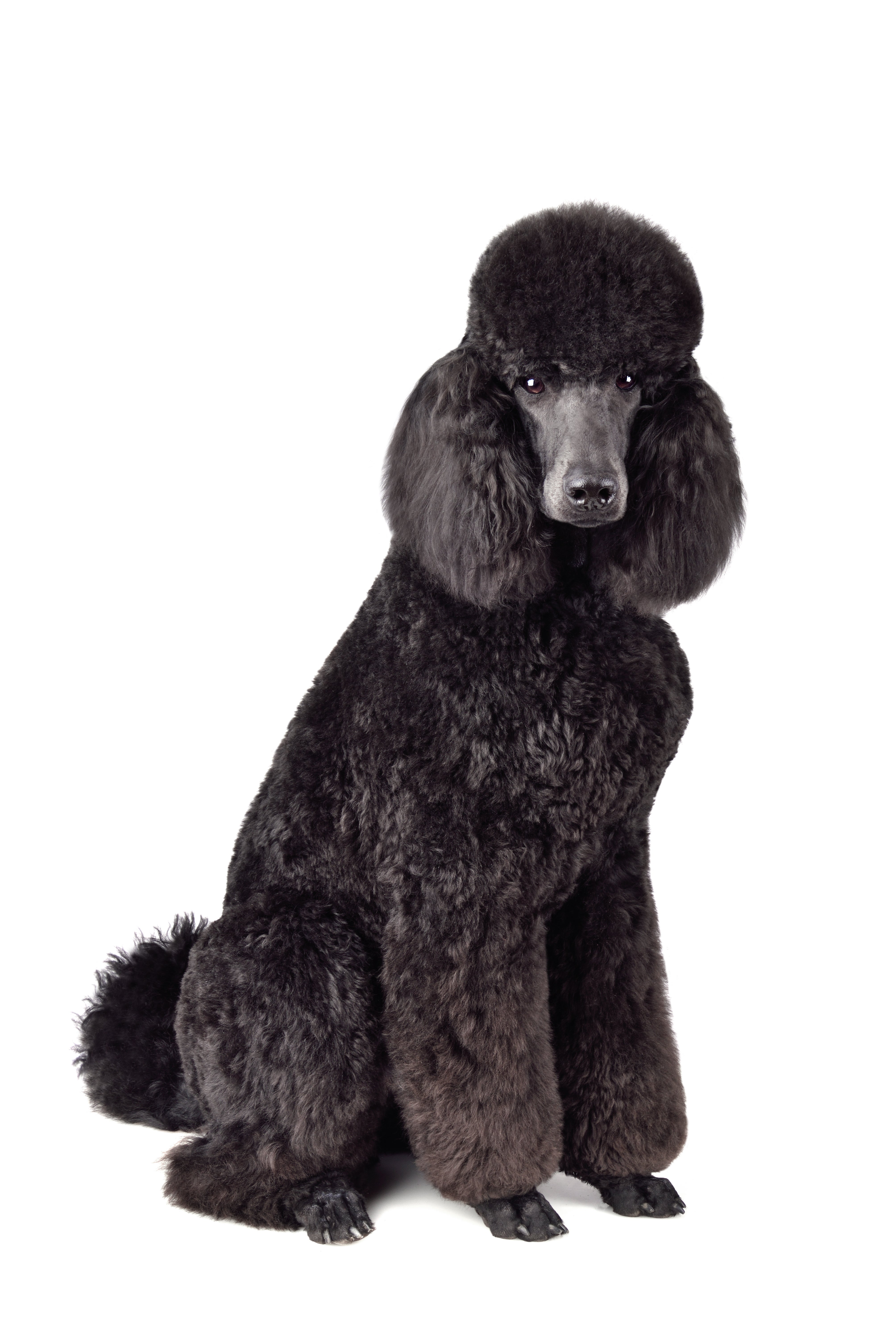 Miniature Poodle Rescue Standard Poodles Standard Poodle Toy