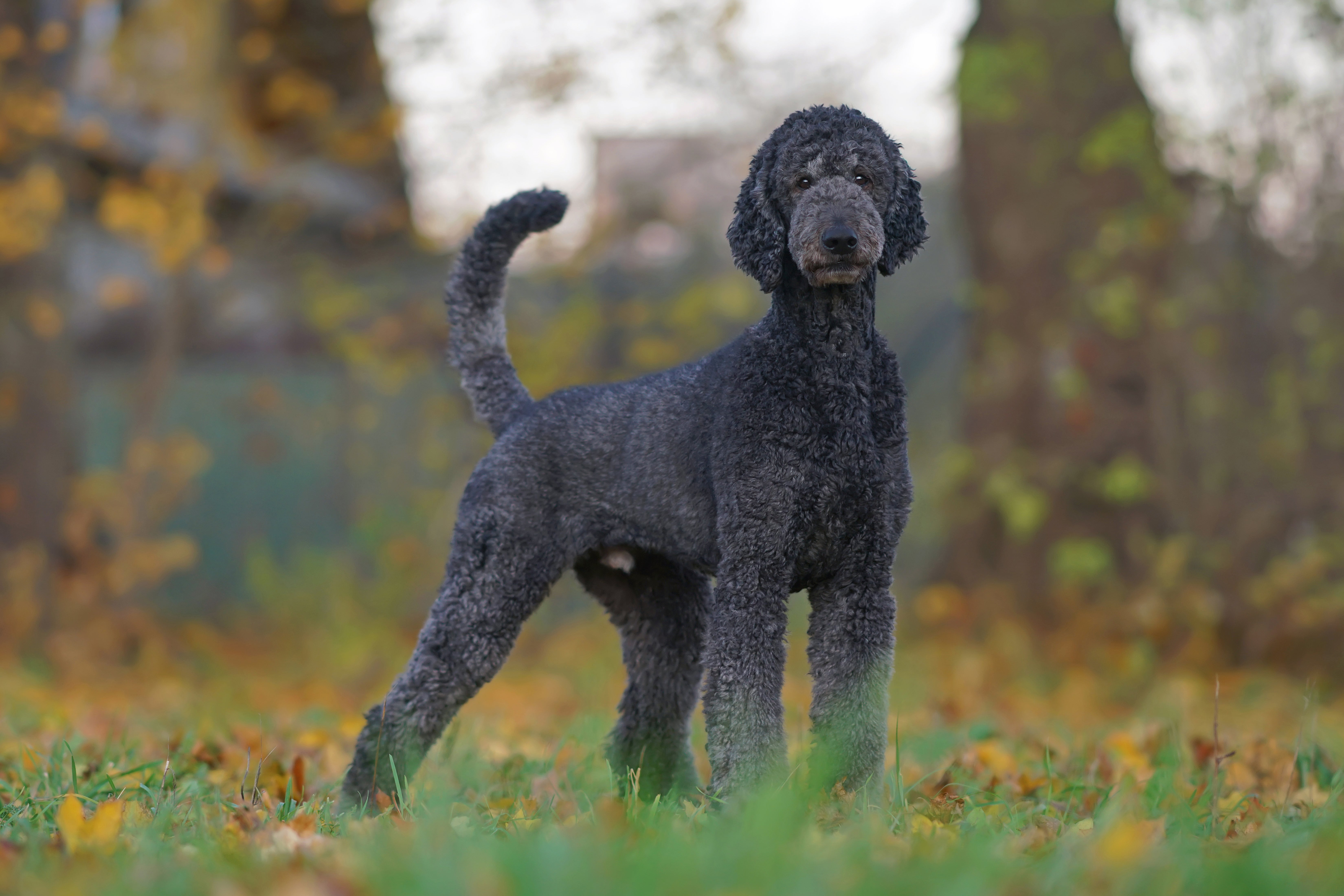 Mix Dogs Giant Poodle Mix Breeds Biggest Poodle Breed Large Poodle
