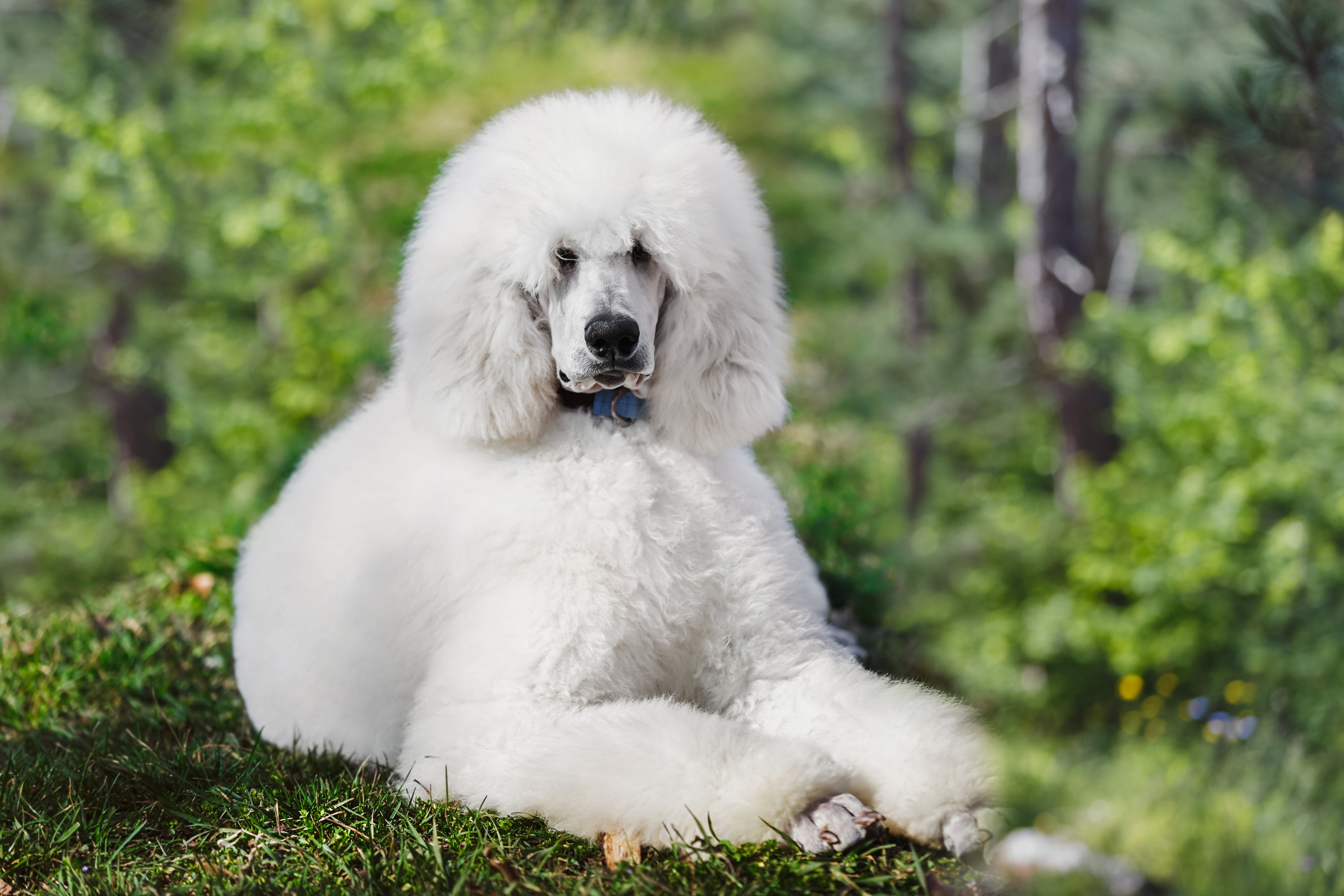 Standard Poodles La Poodle Rescue Standard Poodle Dog Poodles Near