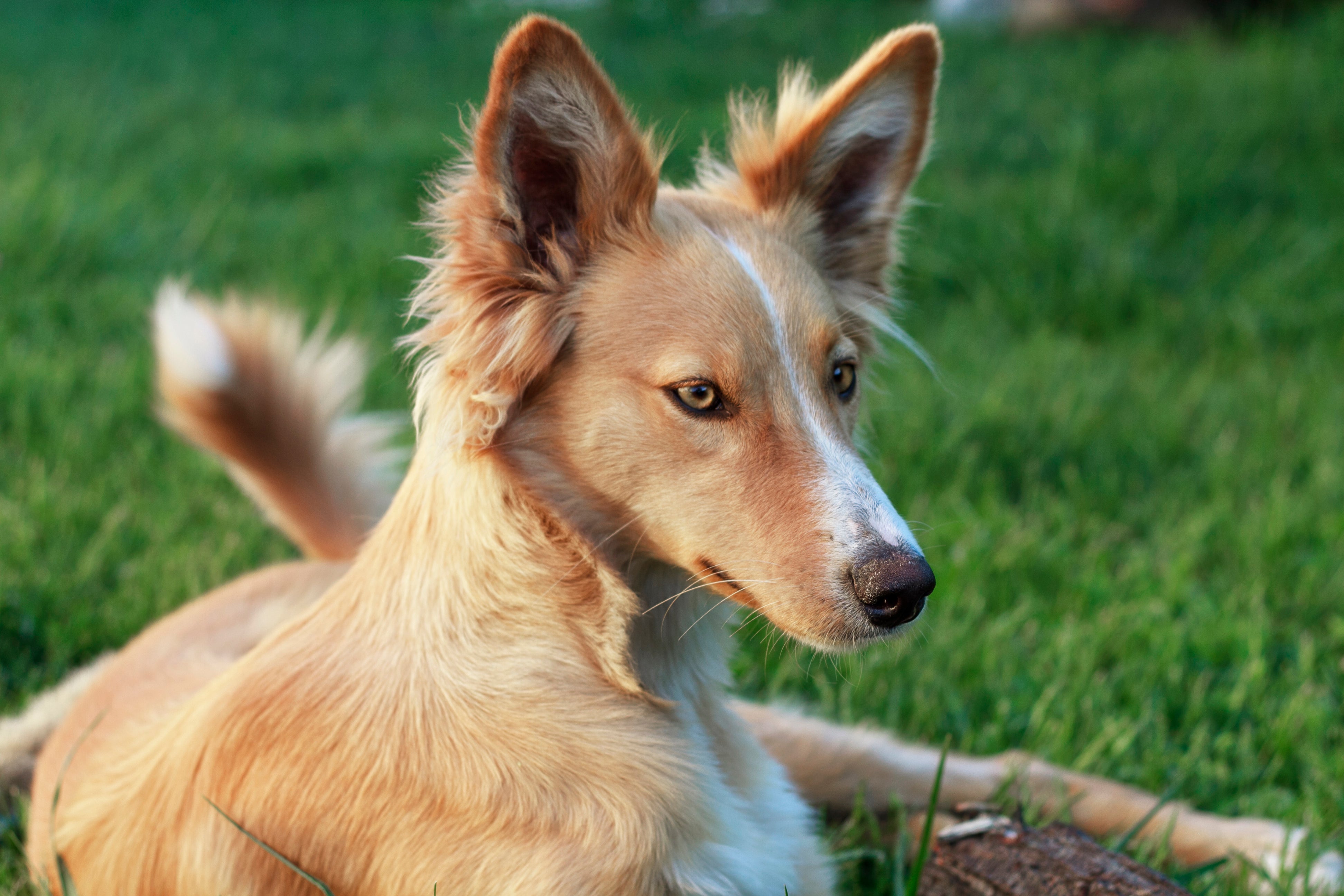 Close up of a Portuguese Podengo dog breed laying on the grass looking right