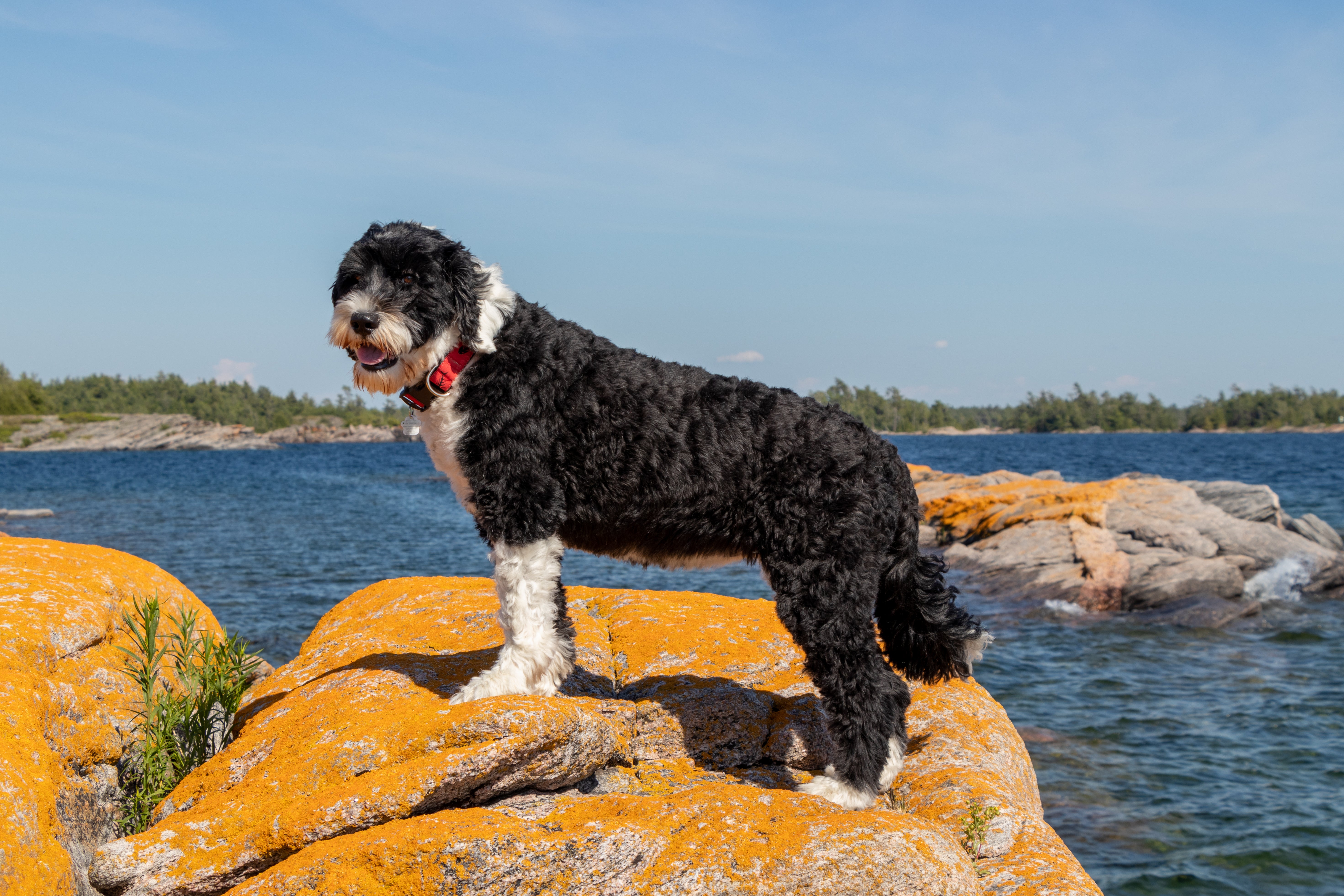 Black and white Portuguese Water Dog breed view from the side standing on a rock at the lake  