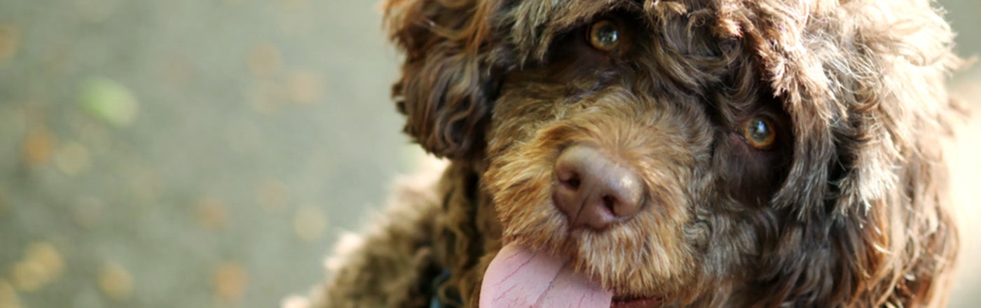 Portuguese Water Dog