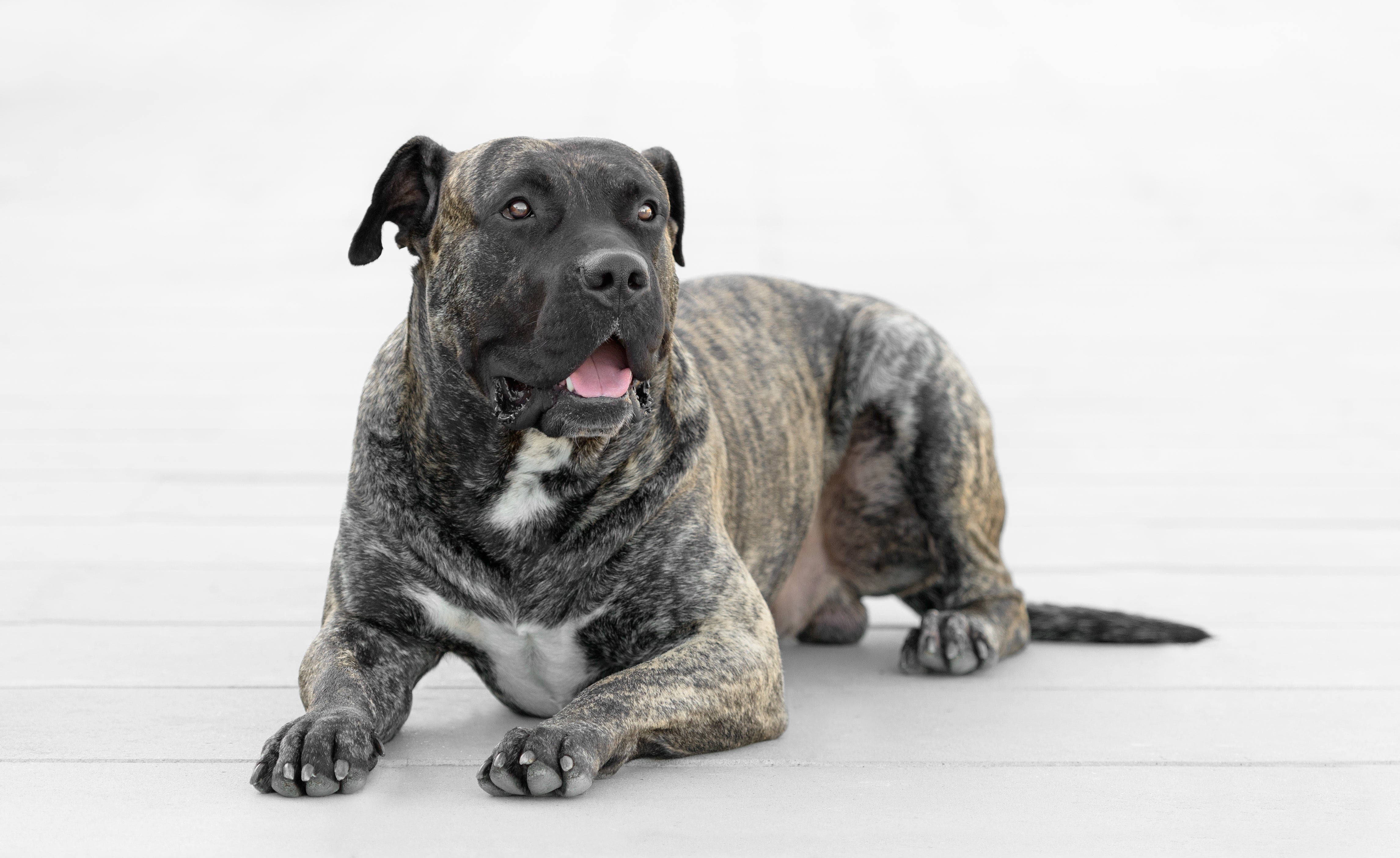 Presa Canario Dog Breed \u0026 Adoption Information | Petfinder, image size:4582x2808
