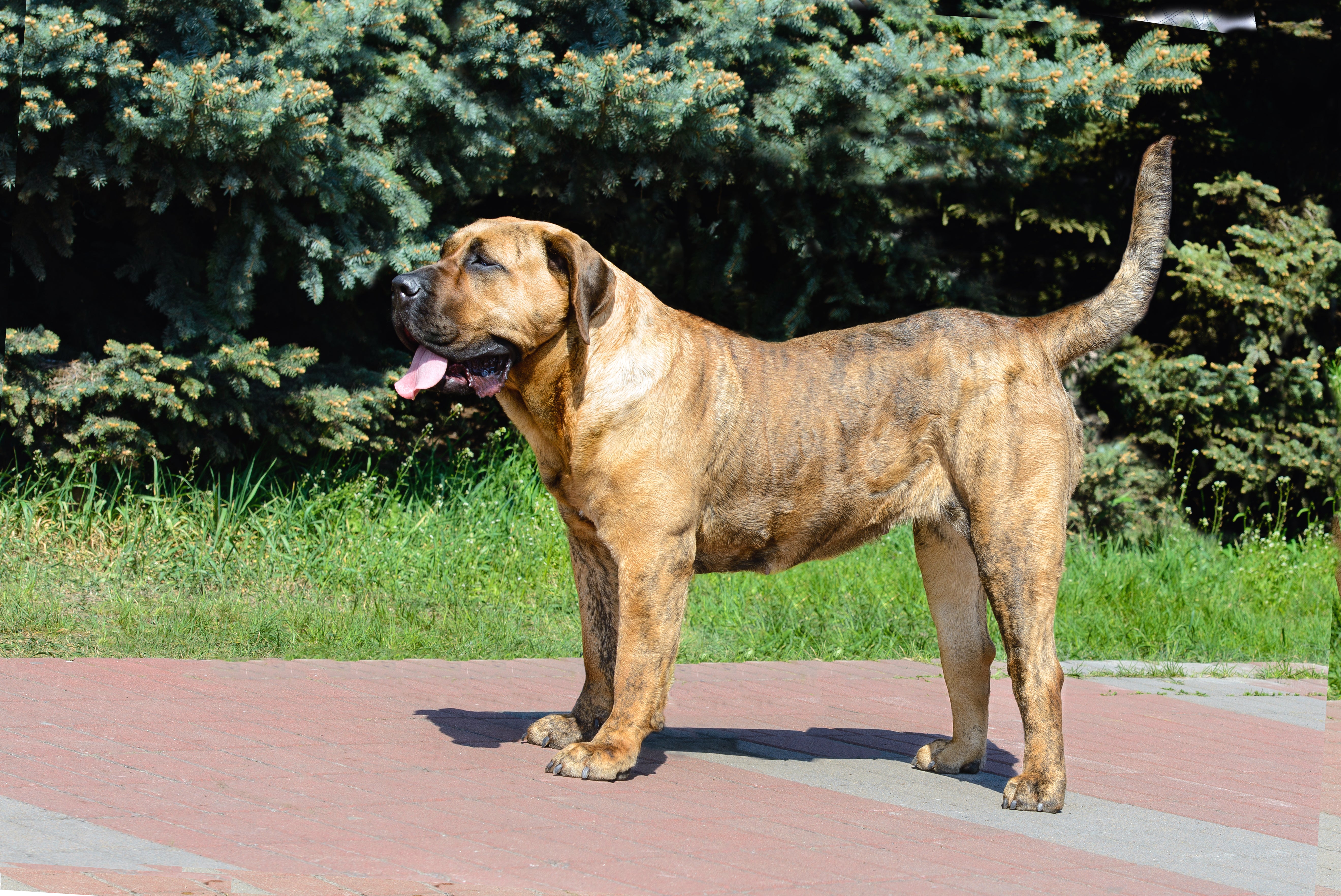 Standing side view of a Presa Canario dog breed outside on a walkway with tail up