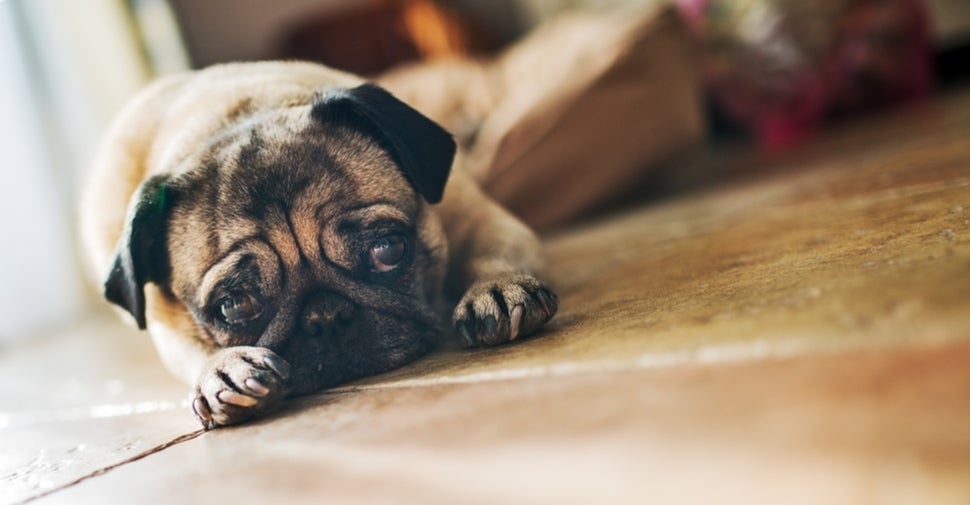 cute pug laying on the floor
