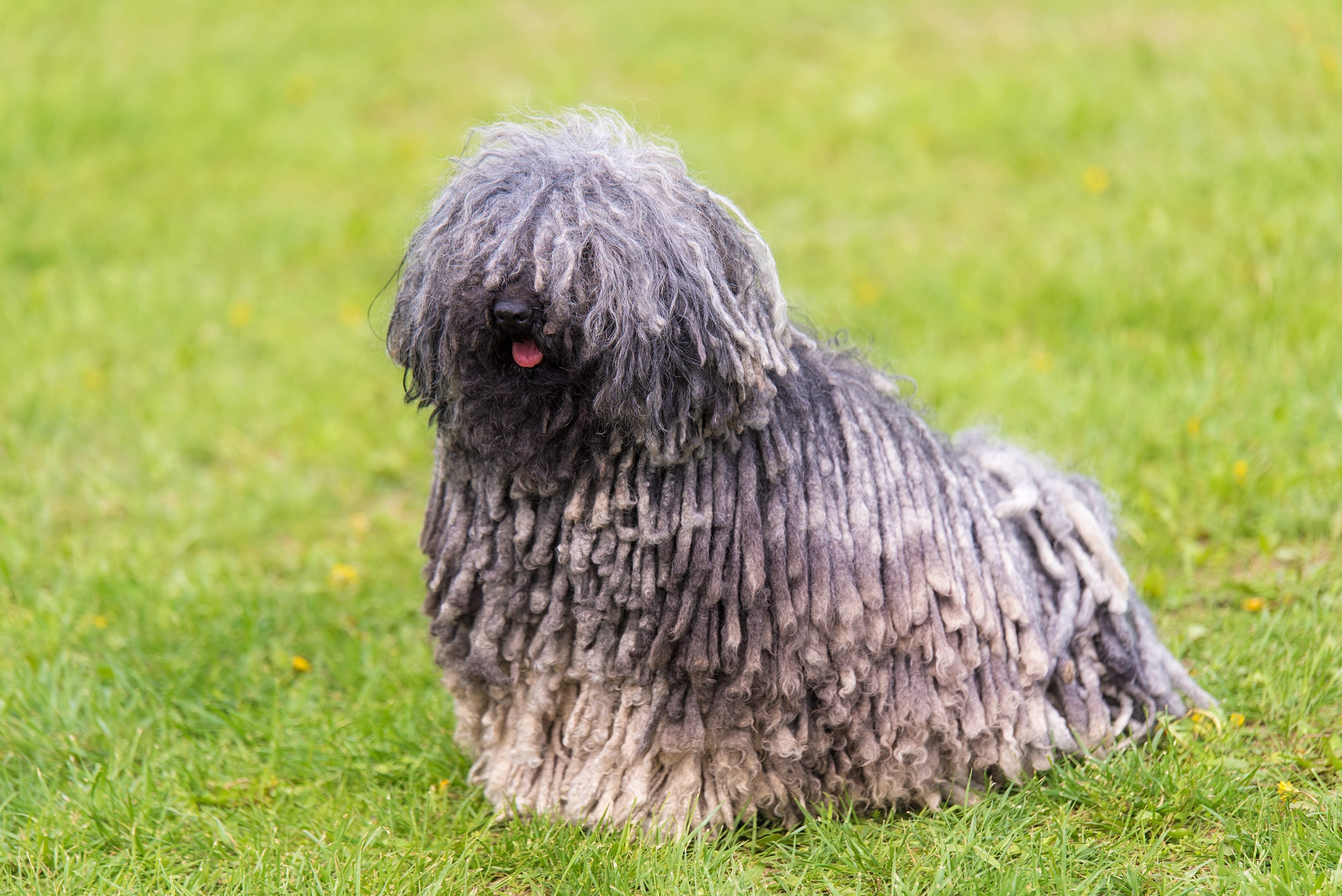 Side view of a gray Puli dog breed sitting on the grass