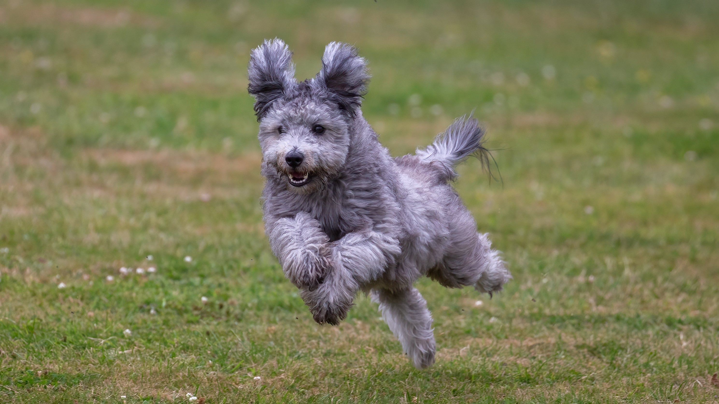 Pumi  dog breed running fast on the grass with ears and tail up