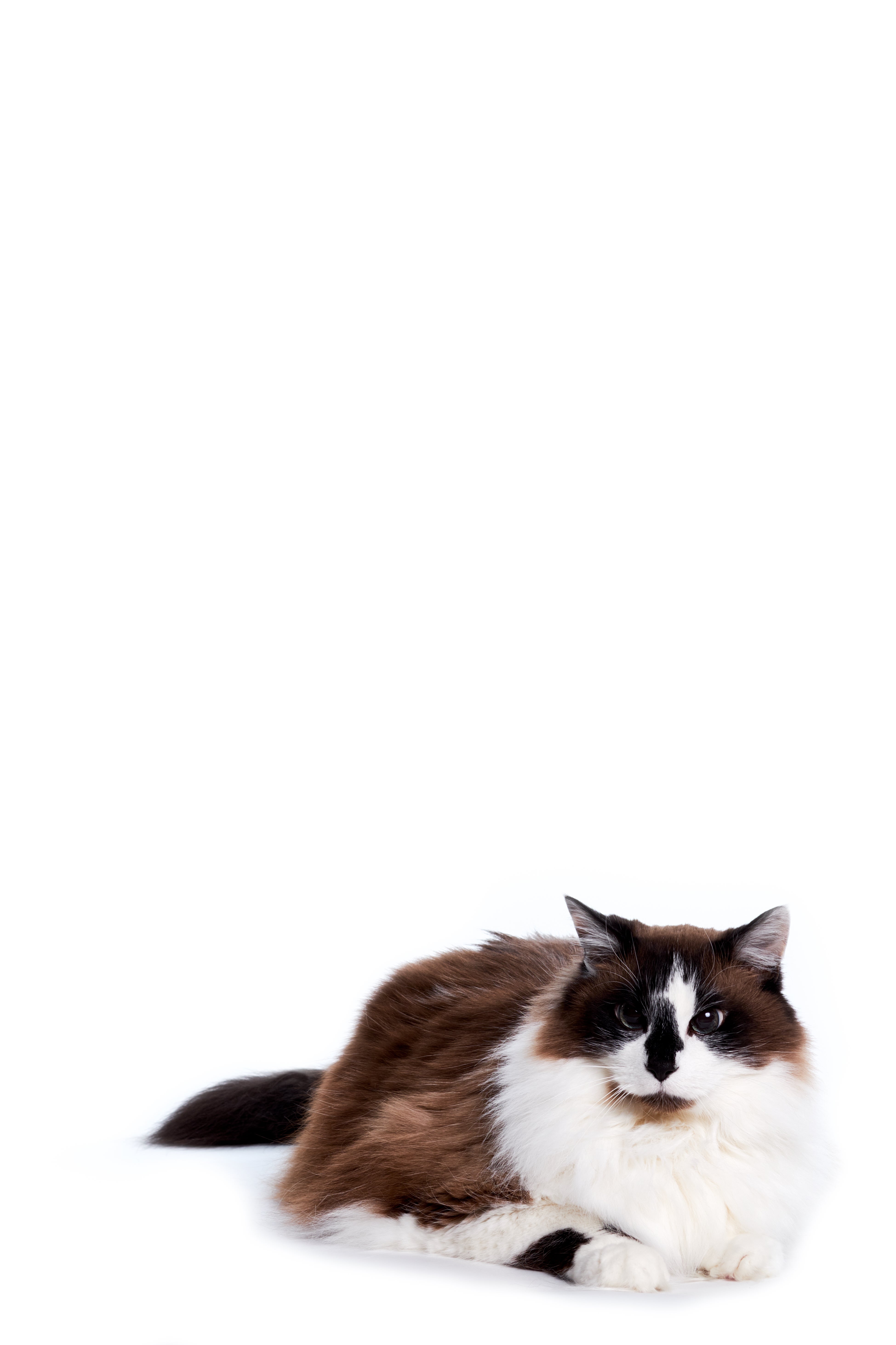 Ragamuffin cat breed laying down against a white background