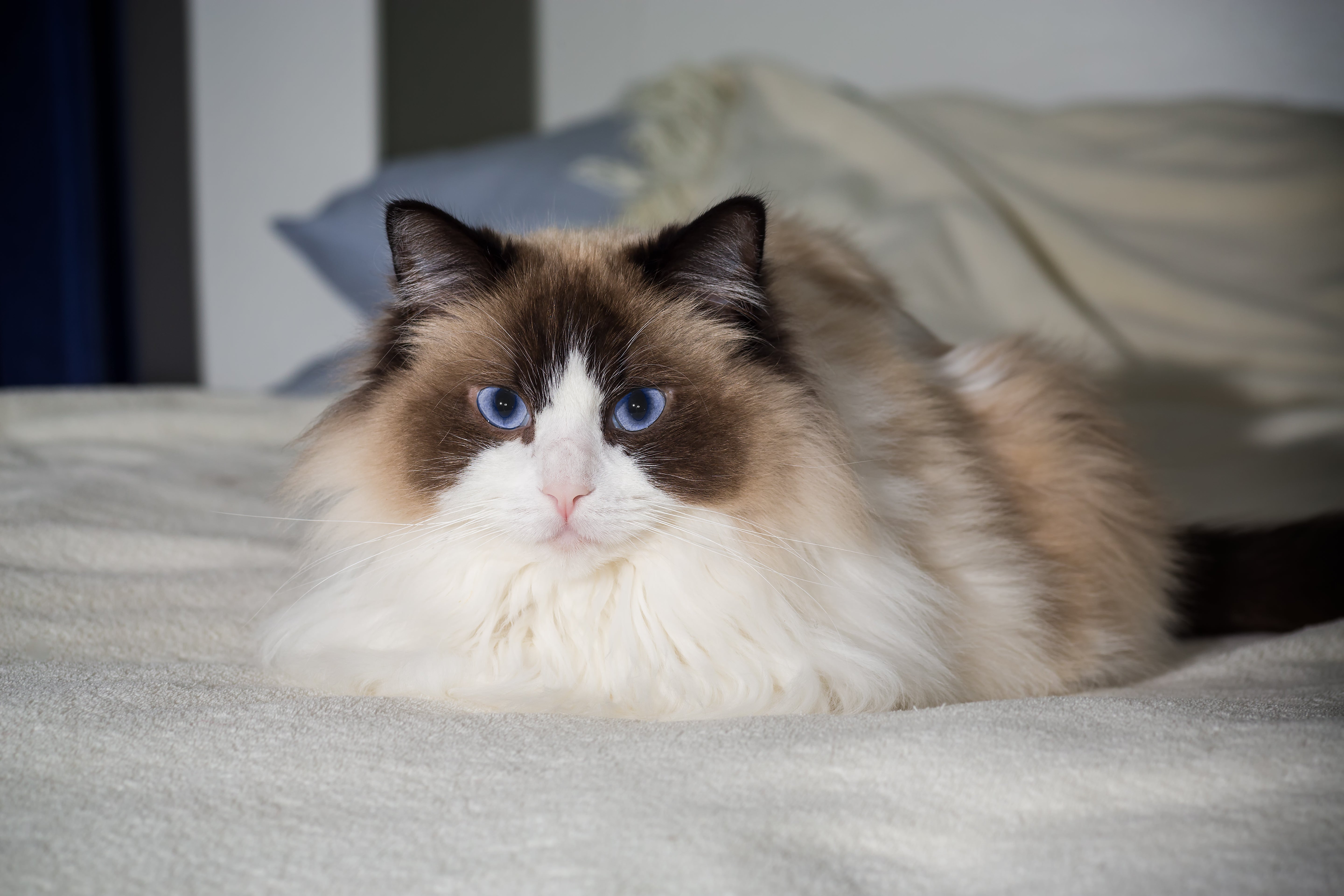 Ragdoll cat breed laying on a bed in the loaf position