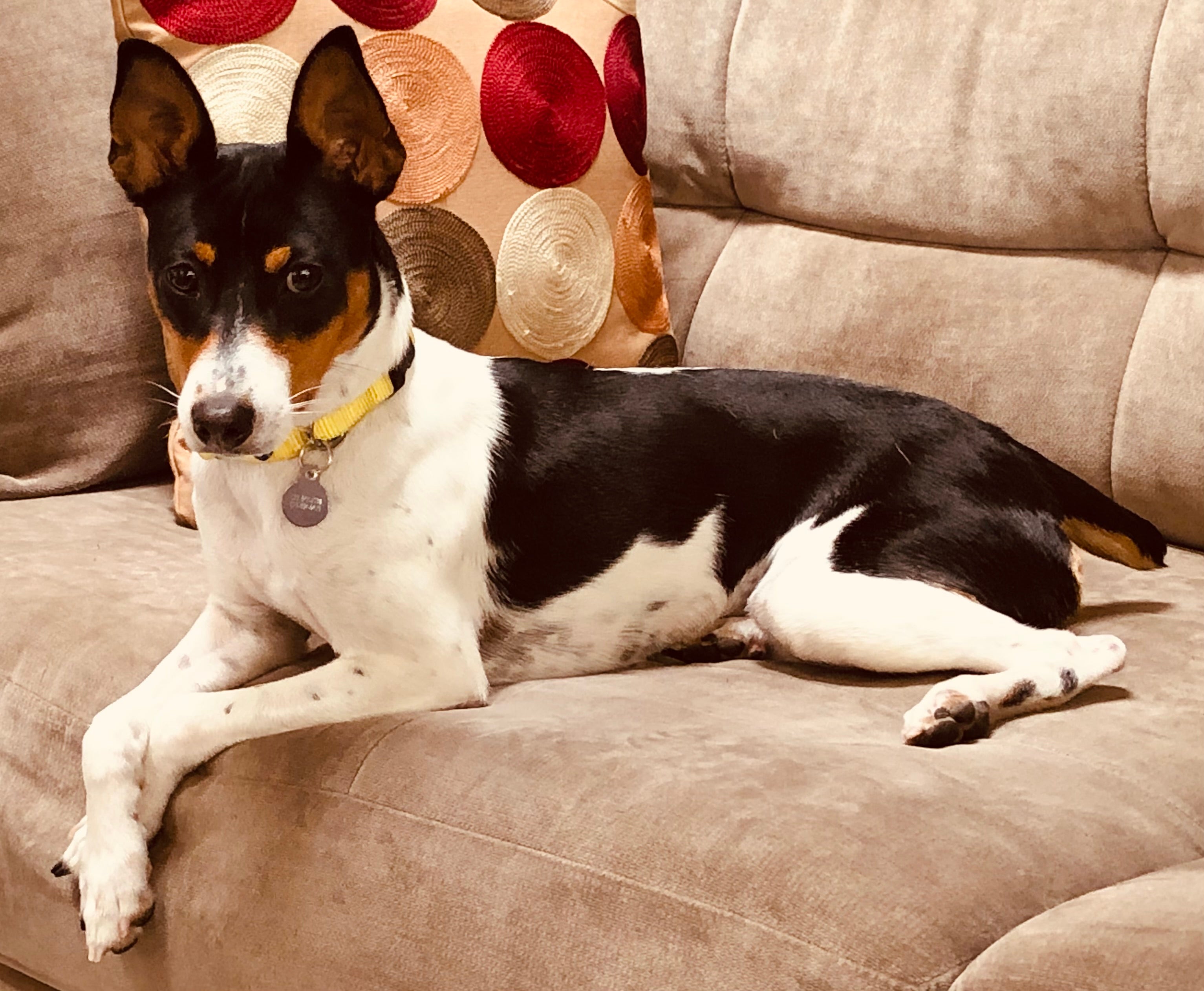 Rat Terrier dog breed laying down on a beige couch with front paws over the edge