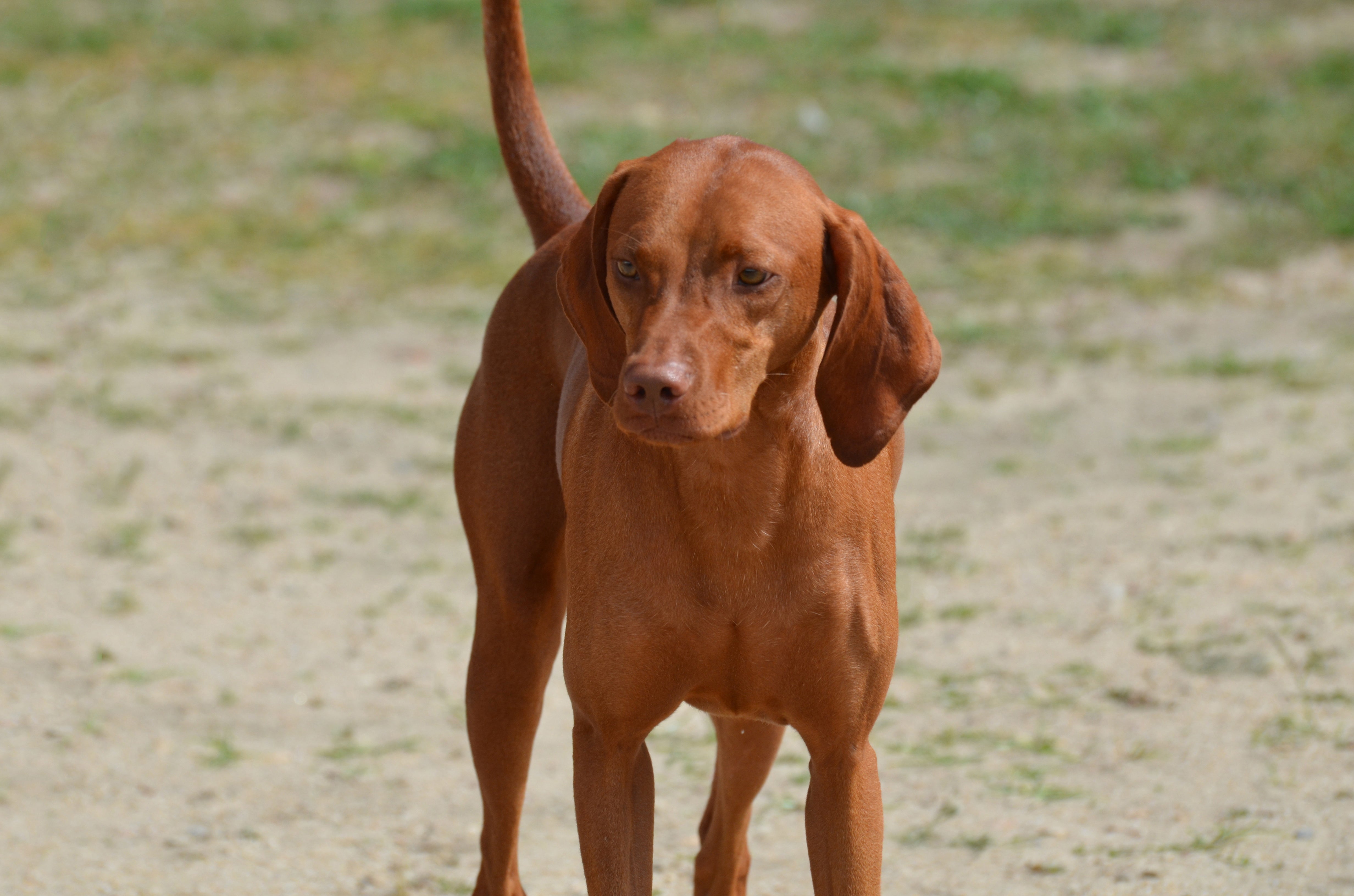 Redbone Coonhound dog breed standing on the grass