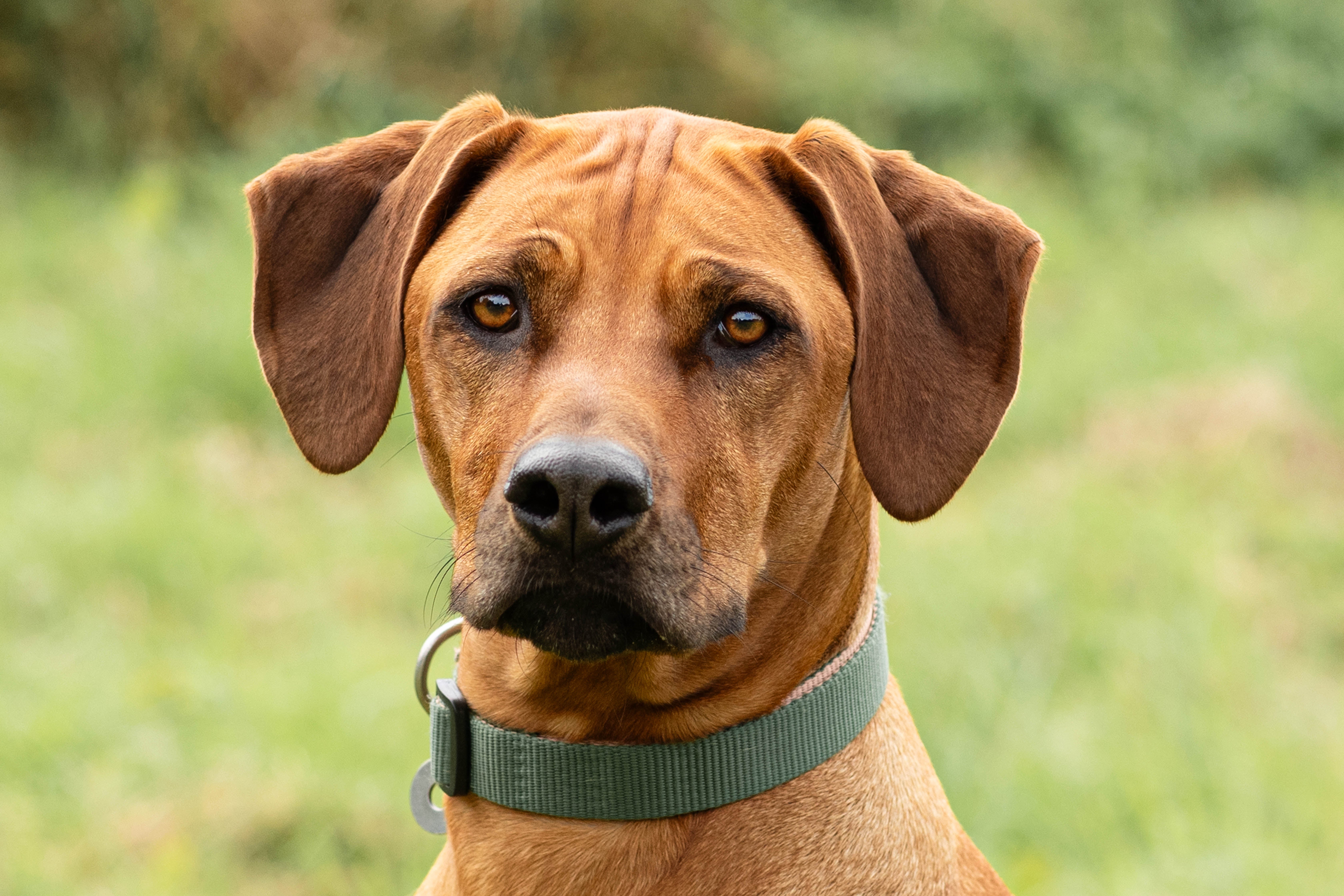 Rhodesian Ridgeback with green collar headshot with a green background