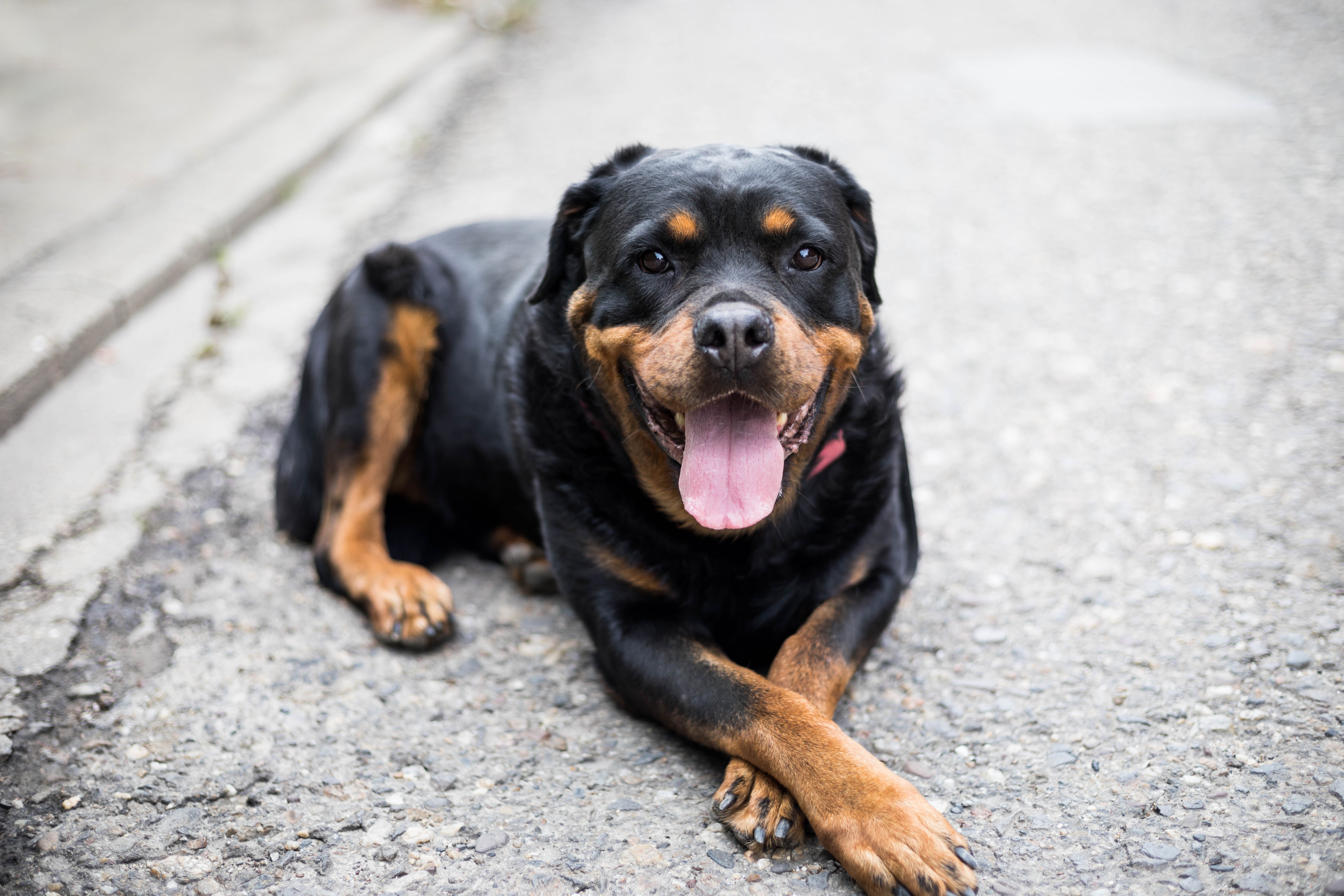 Rottweiler dog breed panting and laying with front paws crossed on a street