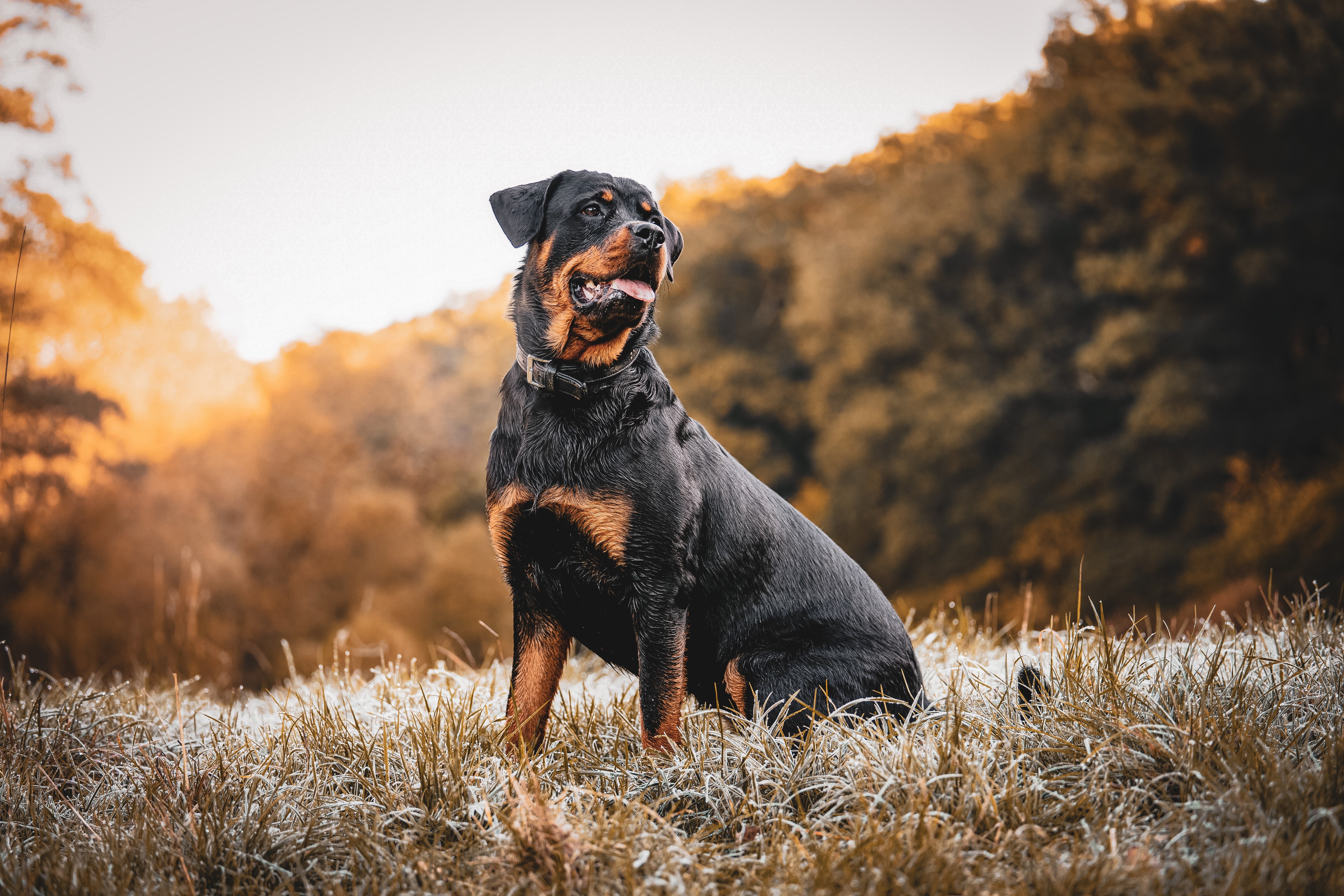 Black and tan Rottweiler dog sitting in field