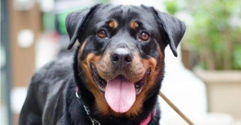 Rottweiler