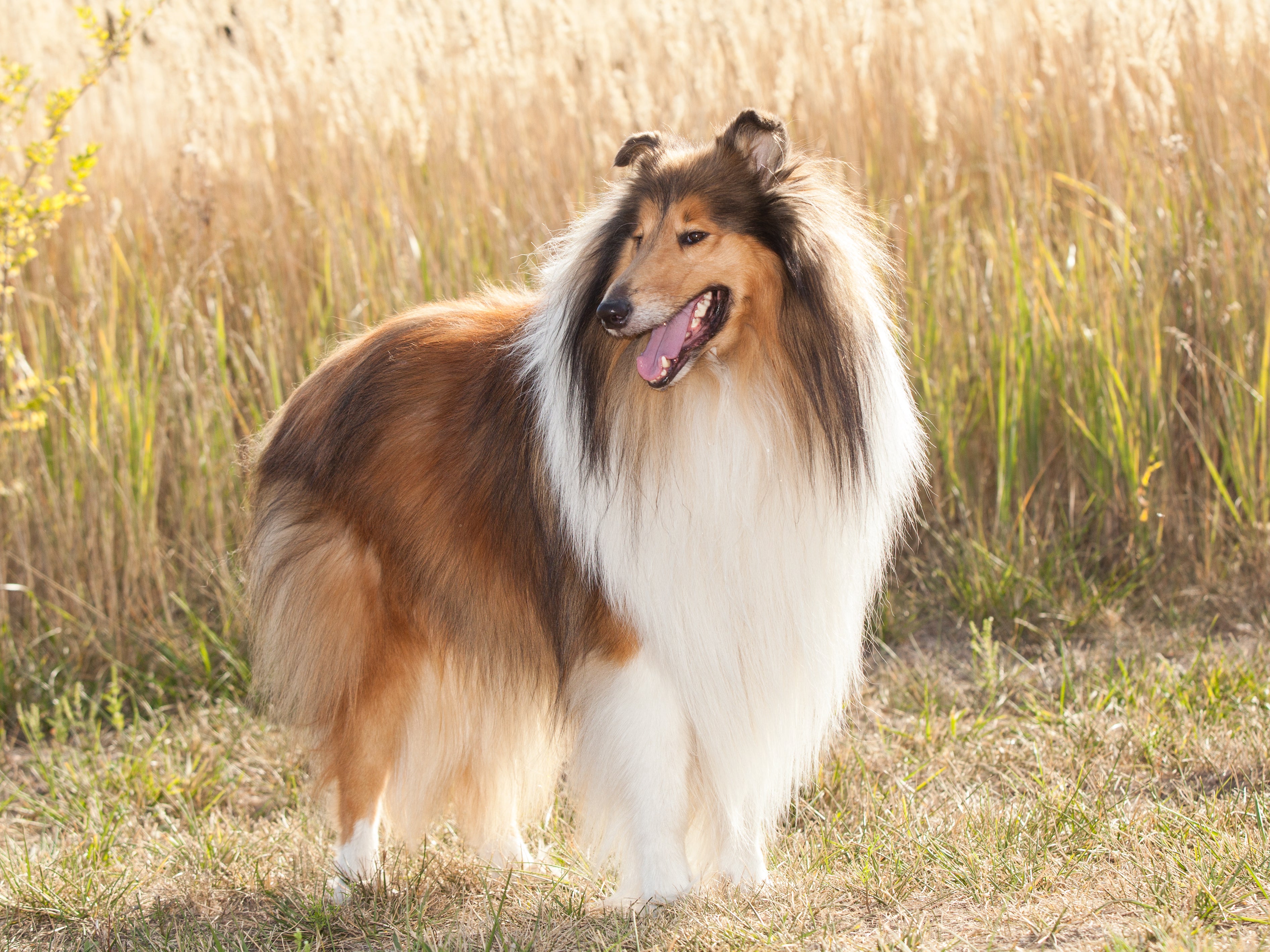 Rough Collie dog breed standing looking off to the side in a meadow with tall grass behind