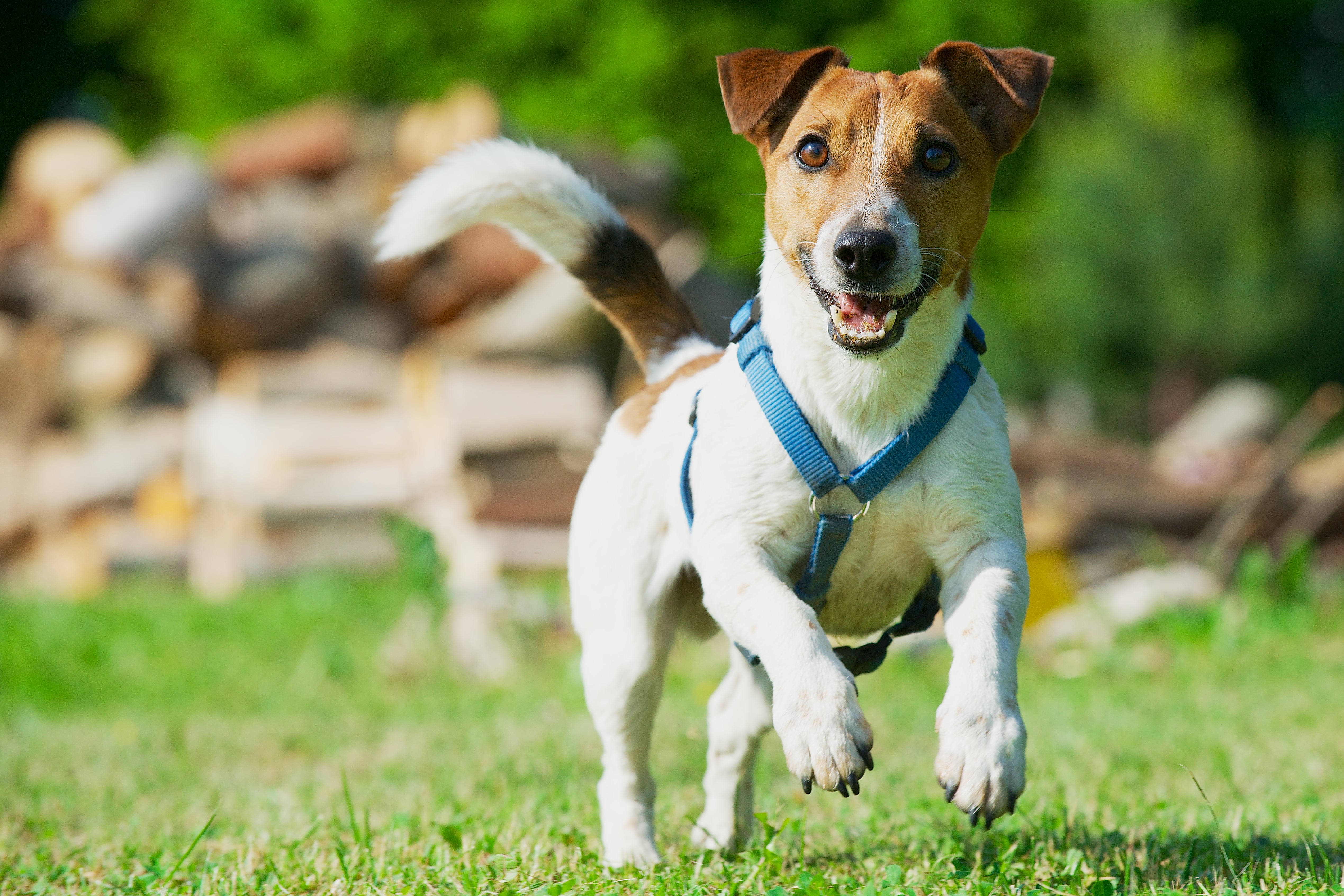 Jack Russel Terrier dog breed running across the grass toward the camera