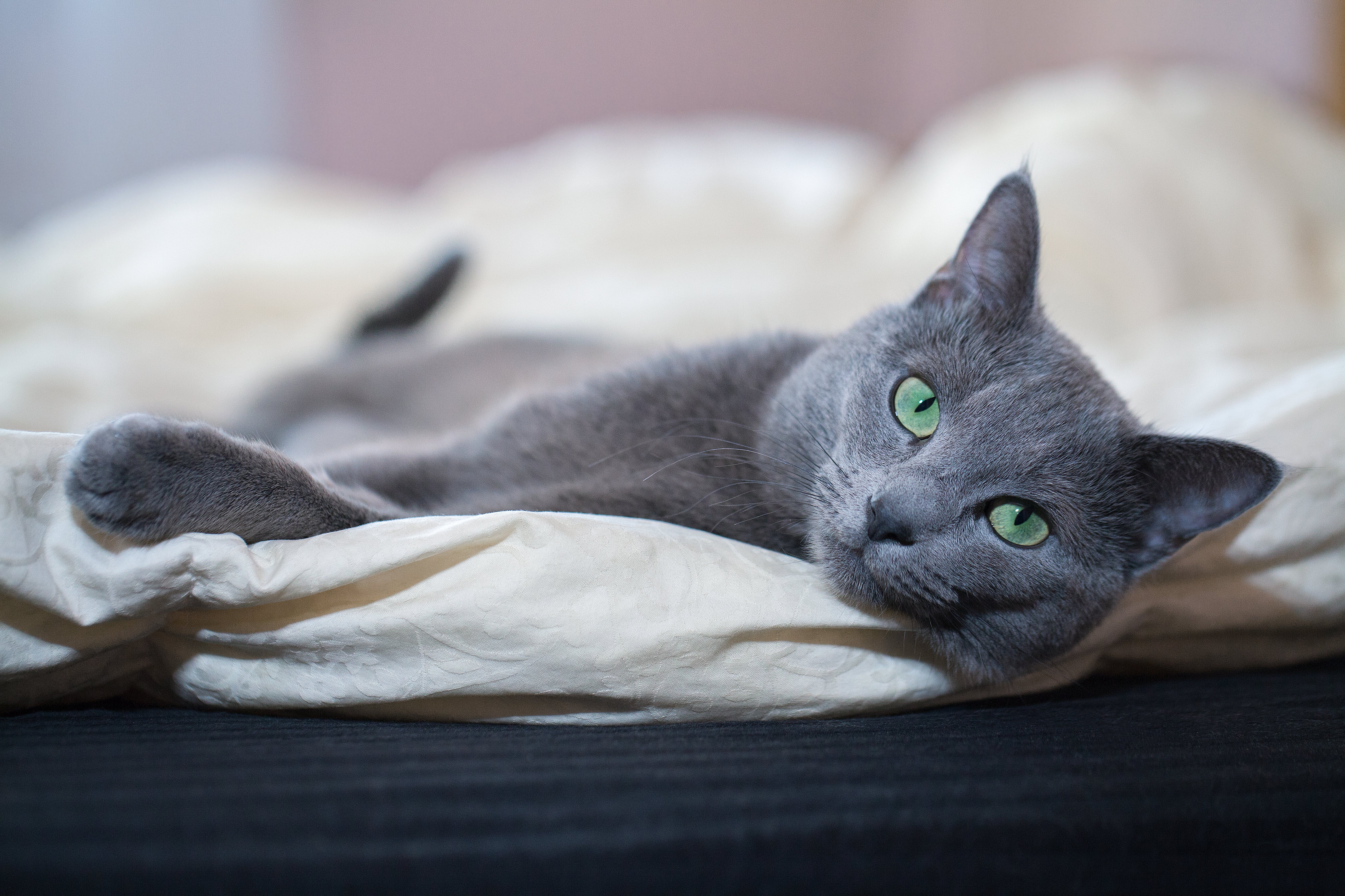 A Russian Blue cat withgray fur and green eyes lays on it's side on top of a comforter