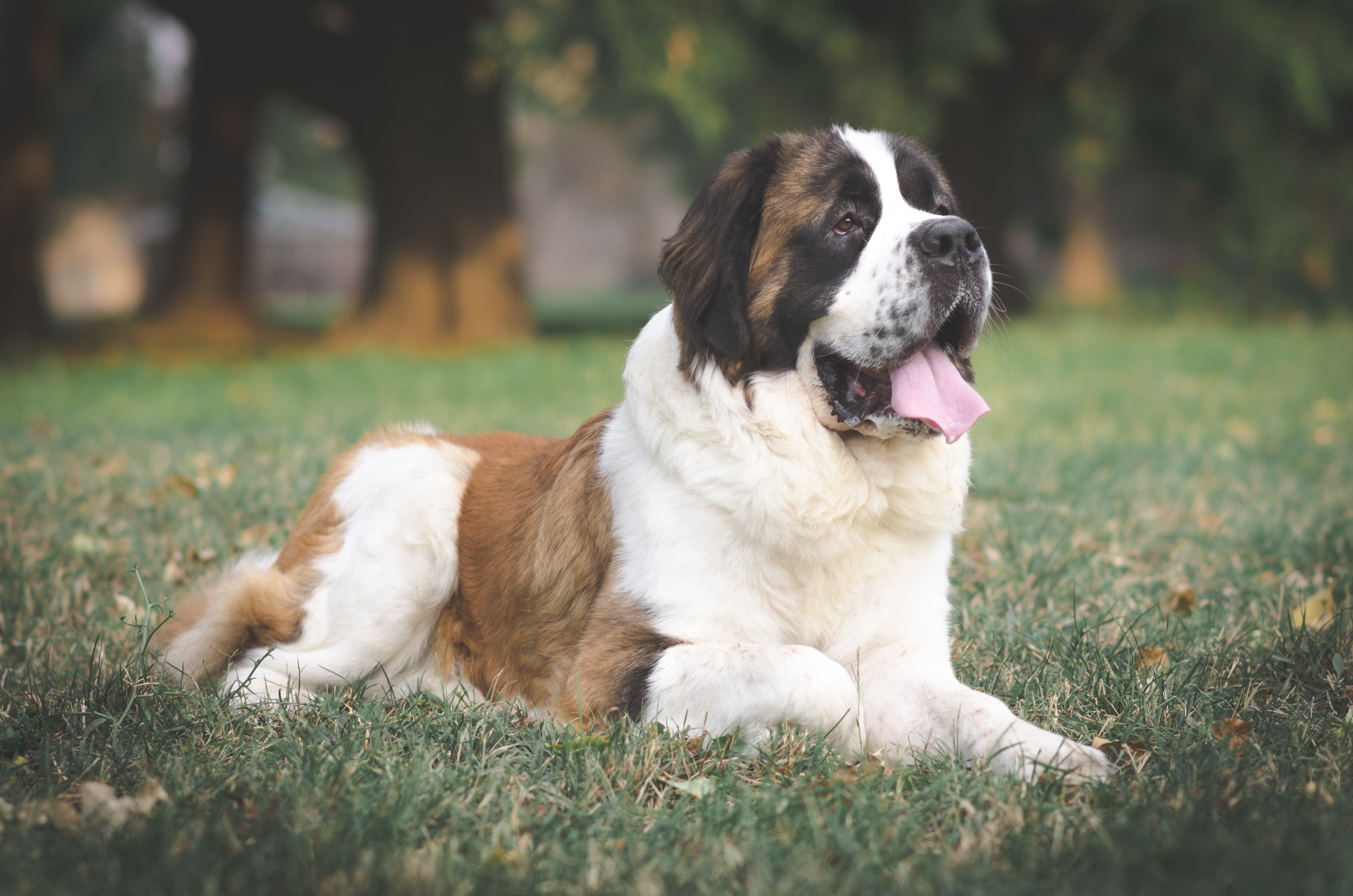 Profile view of Saint Bernard dog breed laying in the grass of a park with tongue out