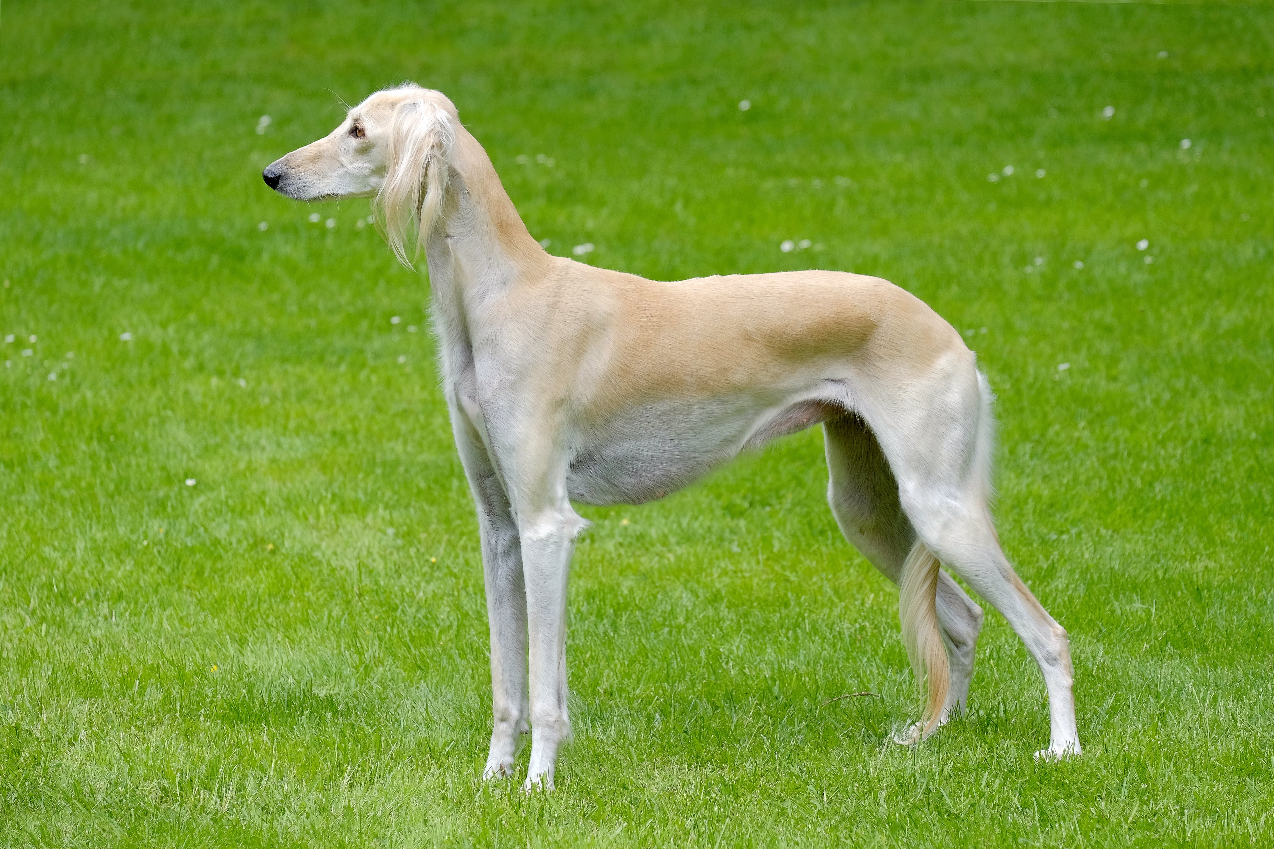 Saluki