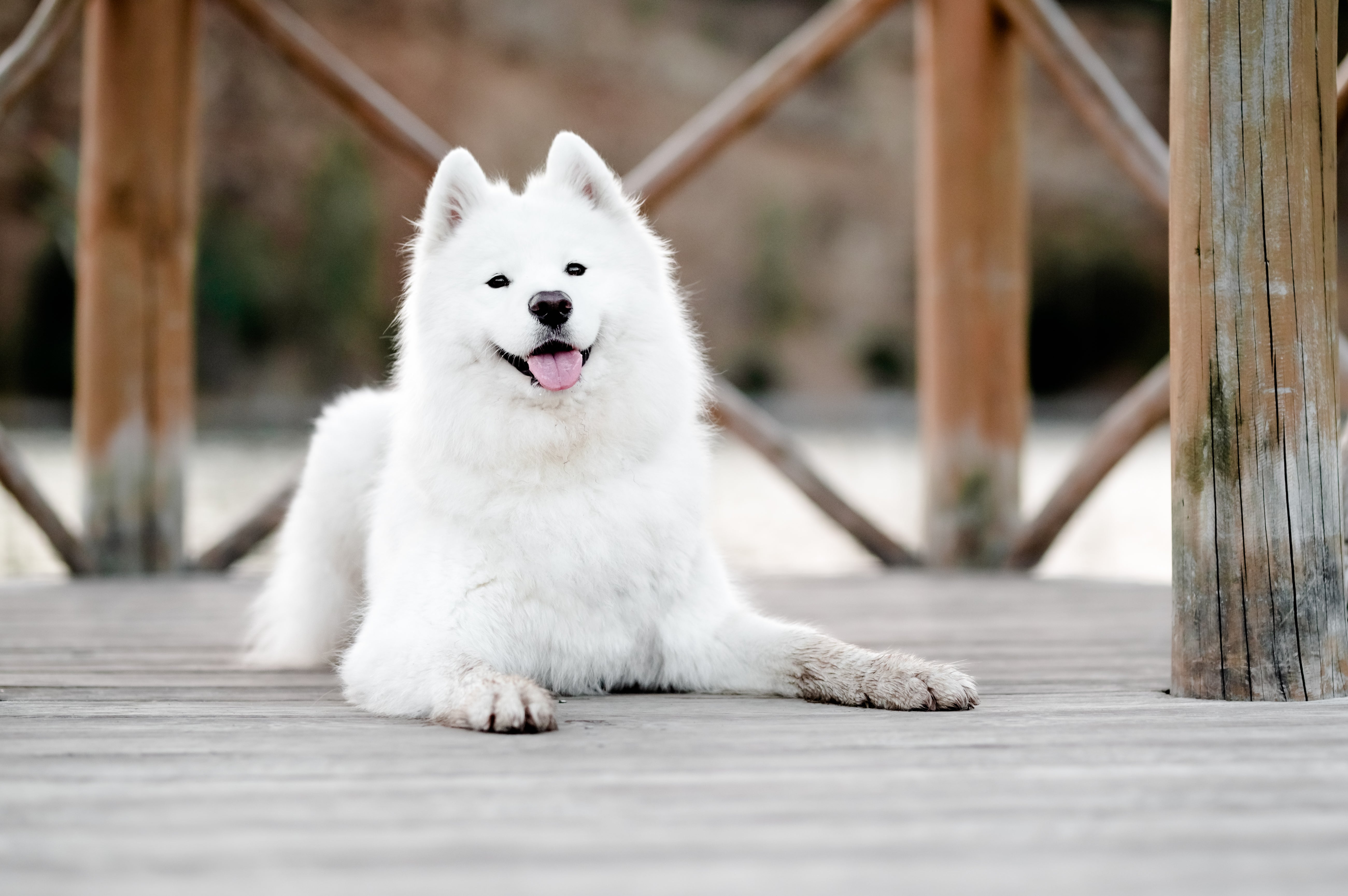 Samoyed dog breed laying down panting on a boardwalk